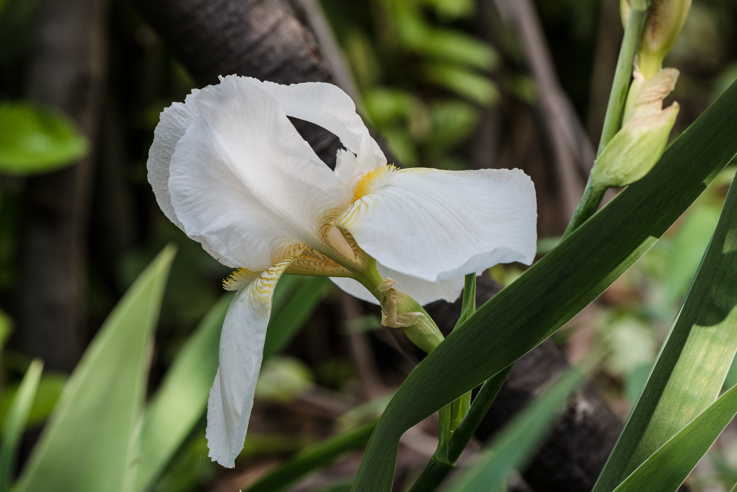 Iris White