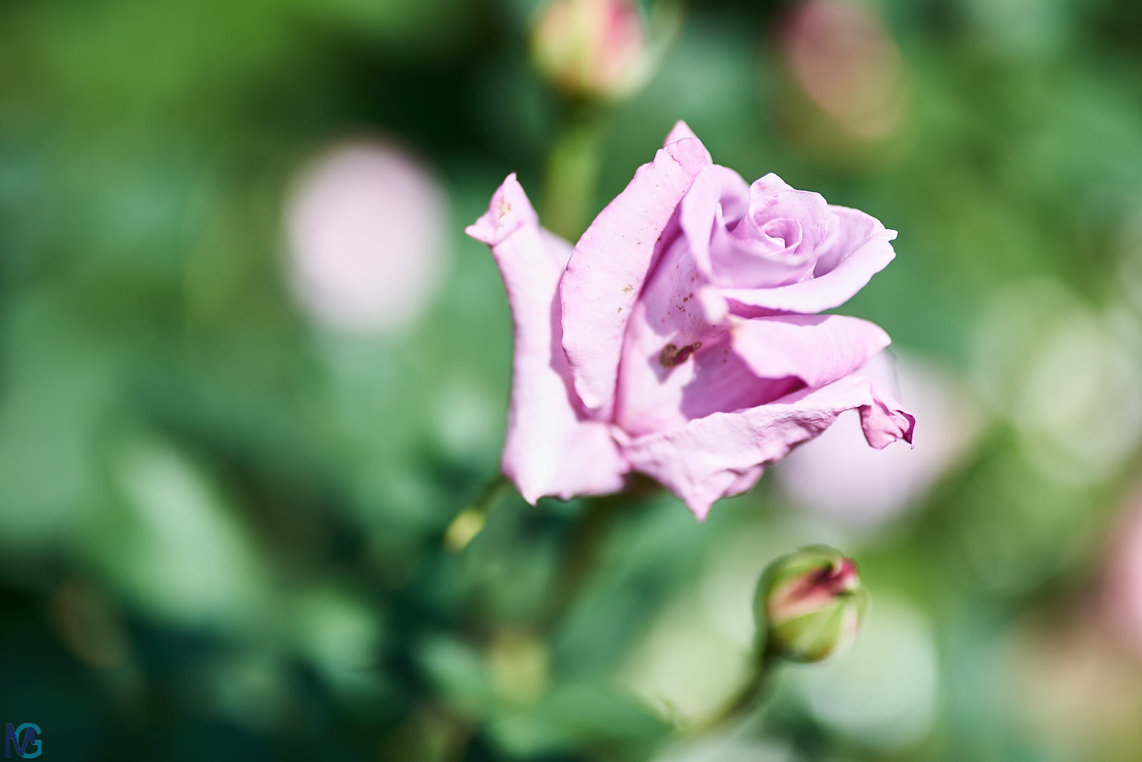 Rose di Maggio le più belle