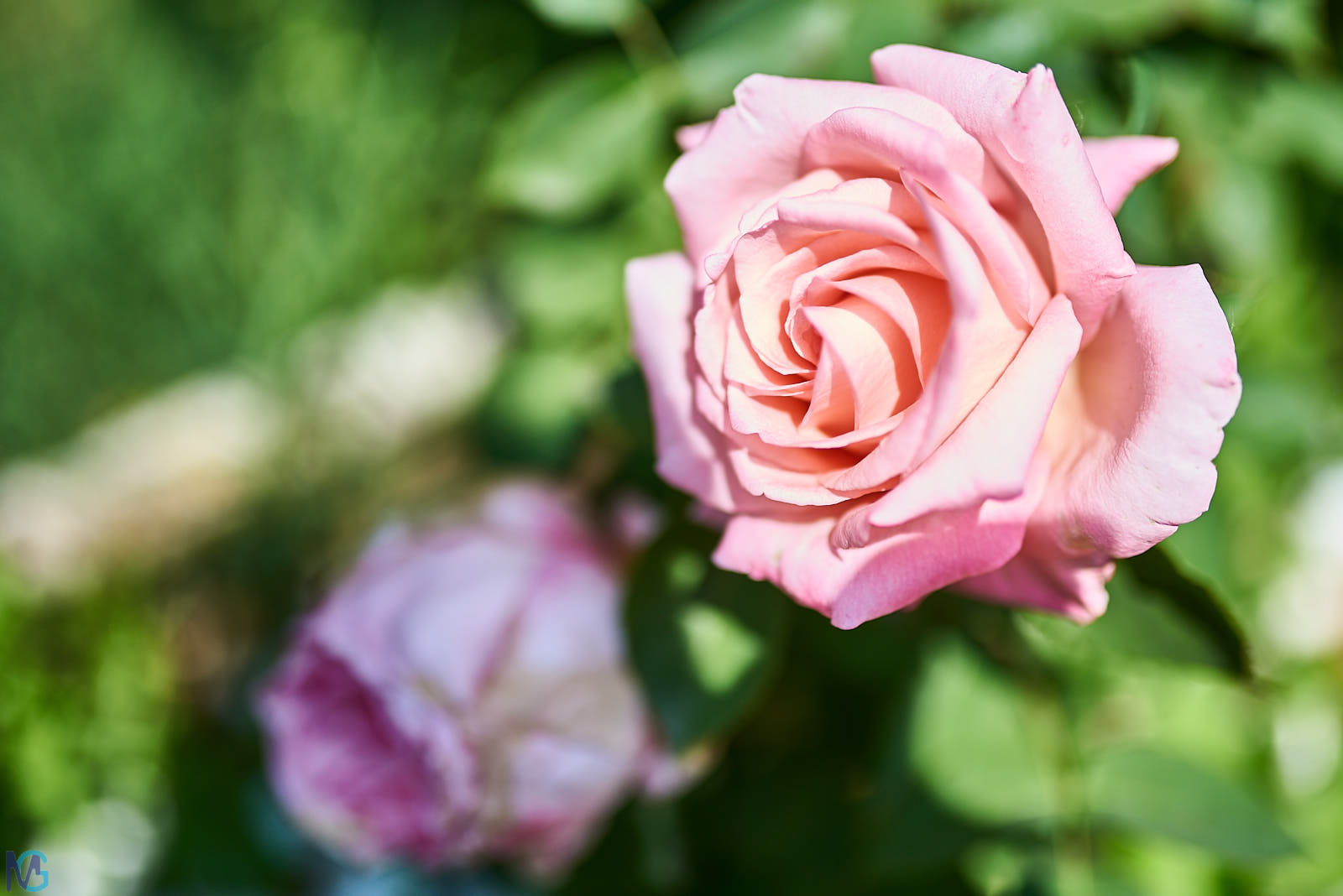 Rose di Maggio le più belle