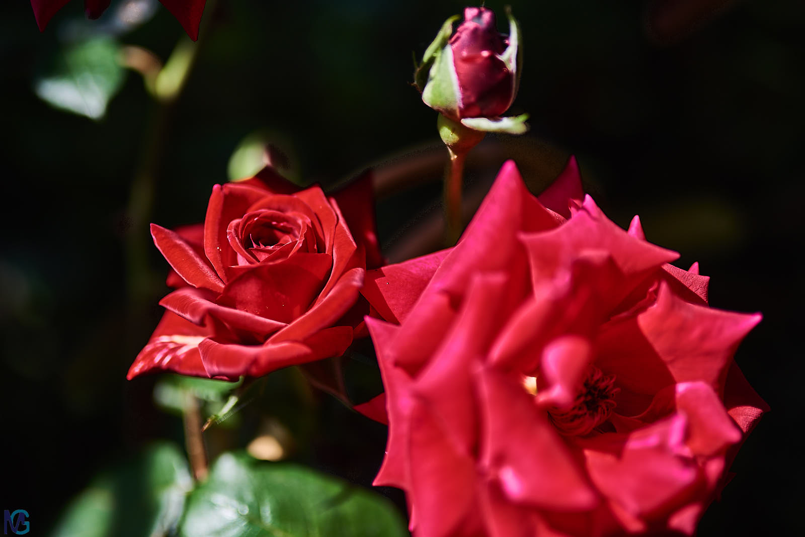Rose di Maggio le più belle