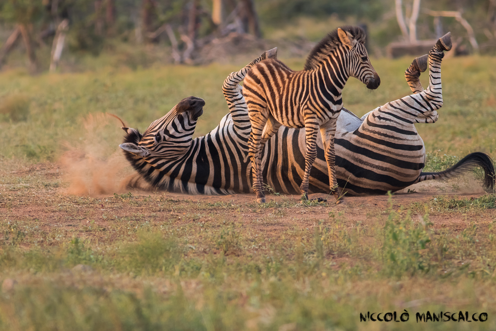Giochi di Zebre al tramonto (Sudafrica)