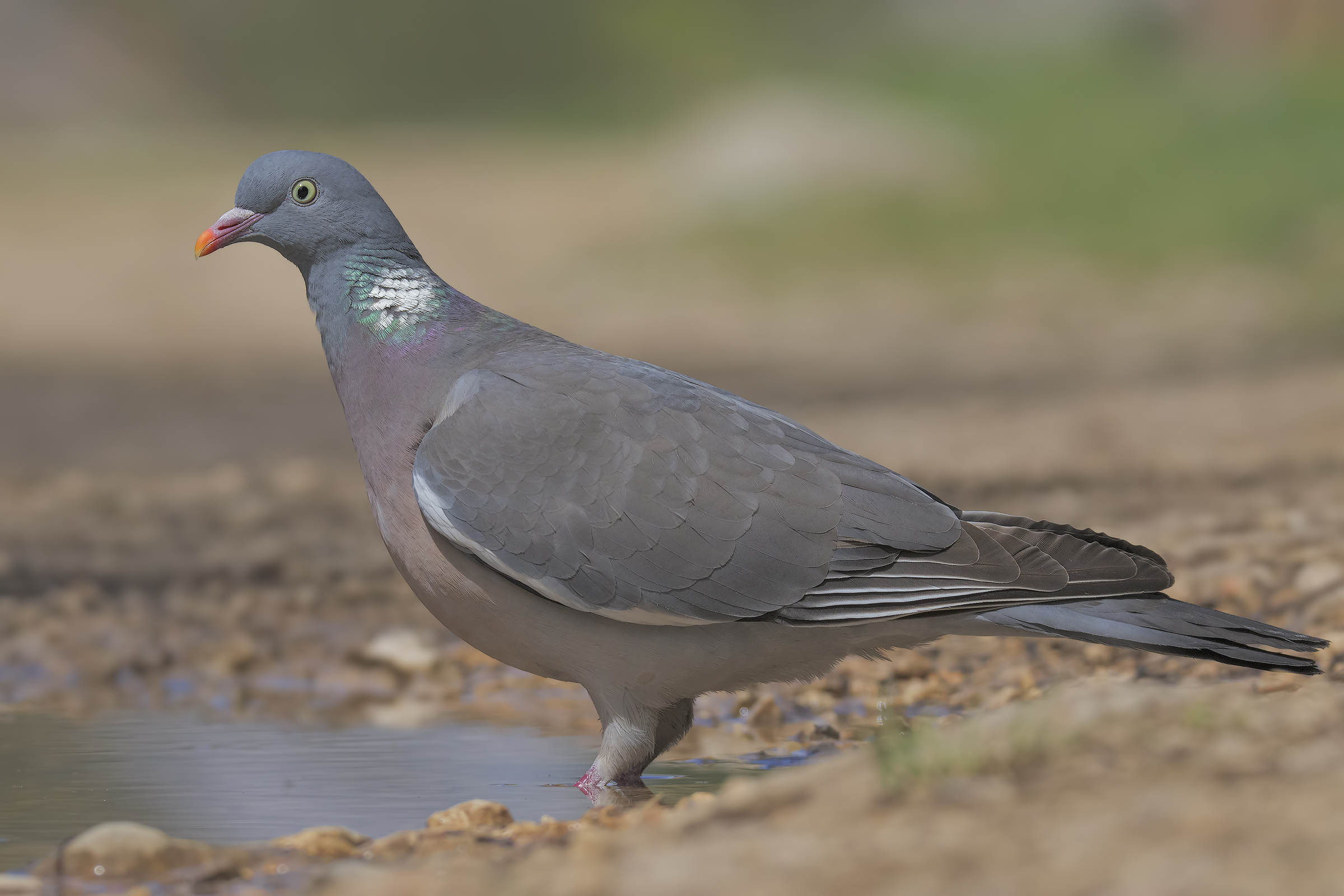 Pigeon