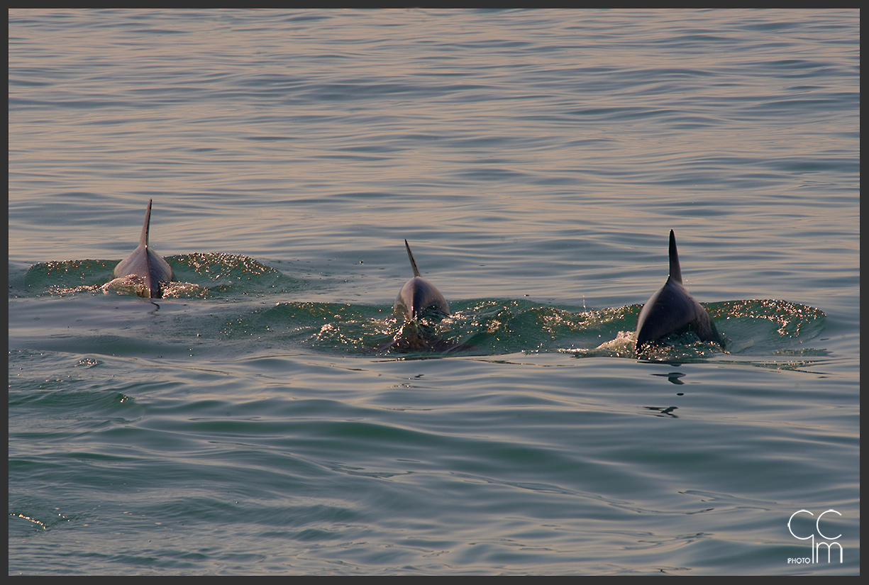 Ciao... ciao... delfini!!!!!