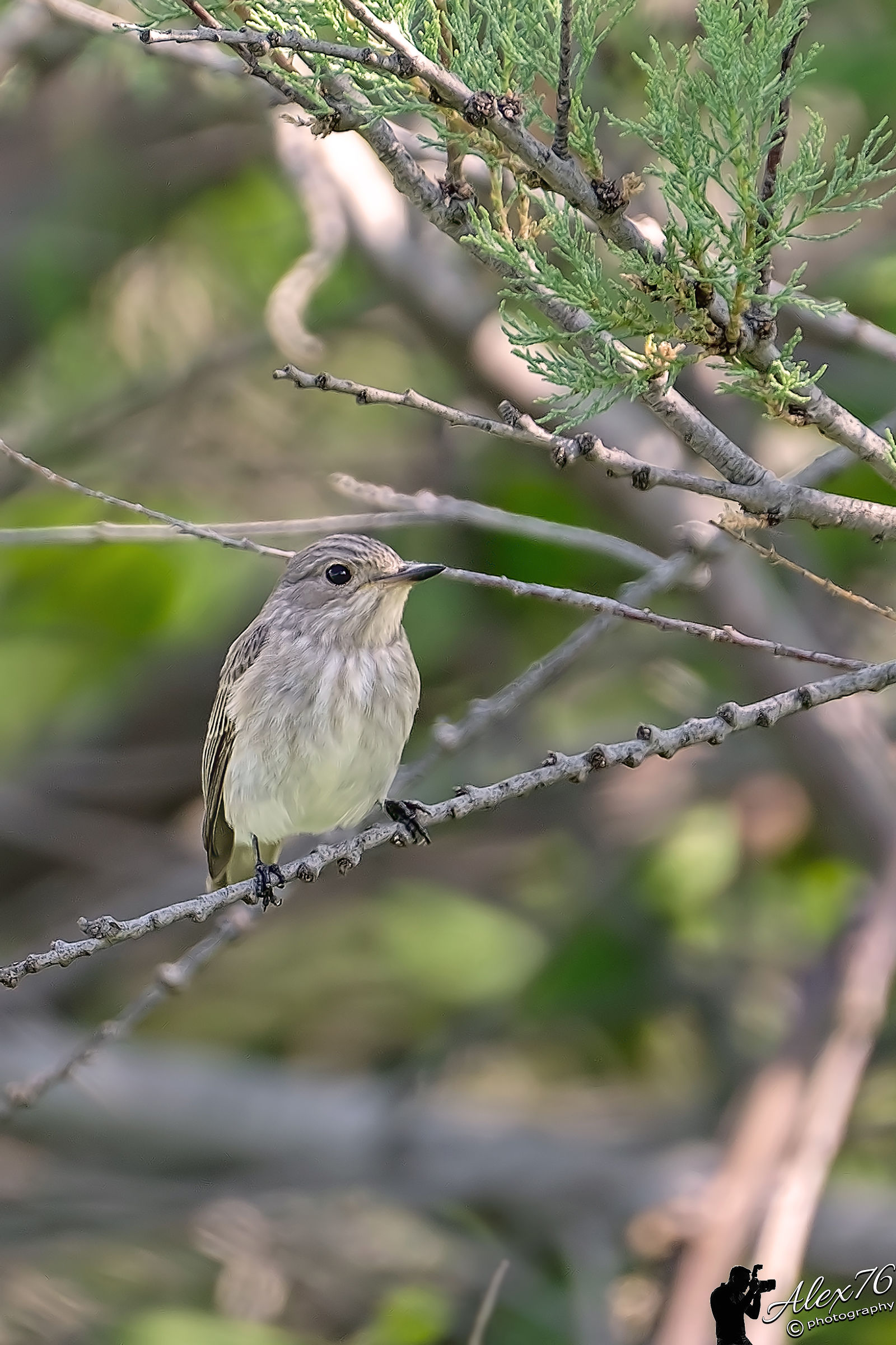Flycatcher (Muscicapa striata)