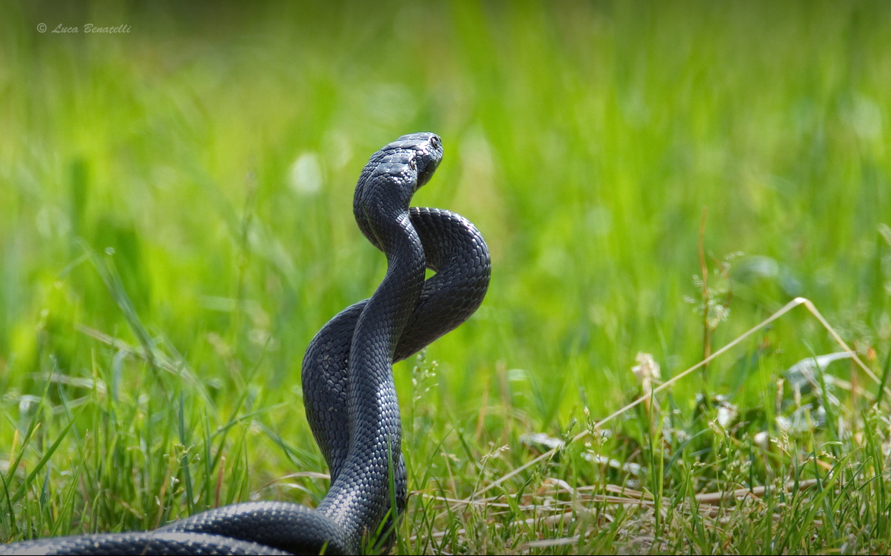 The coupling of the snake