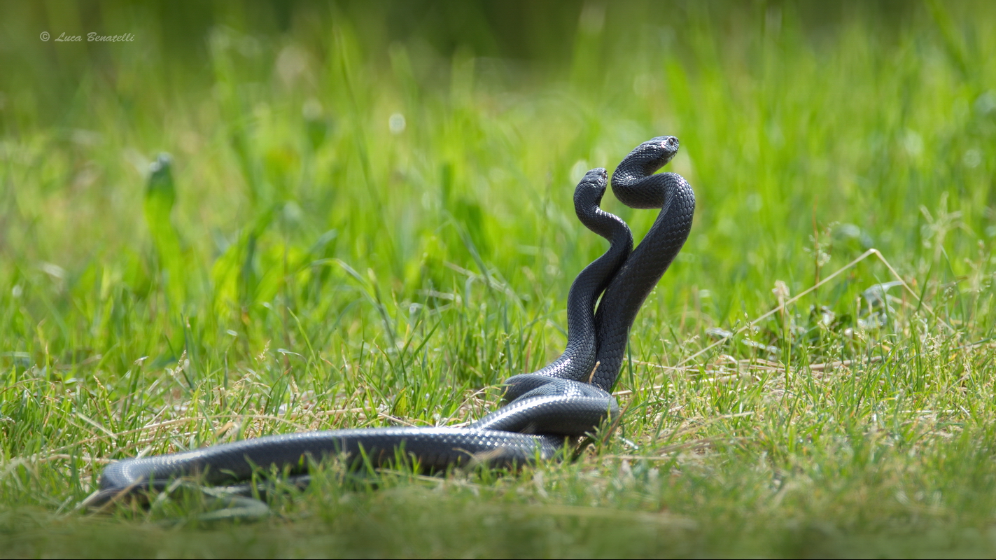 The coupling of the snake