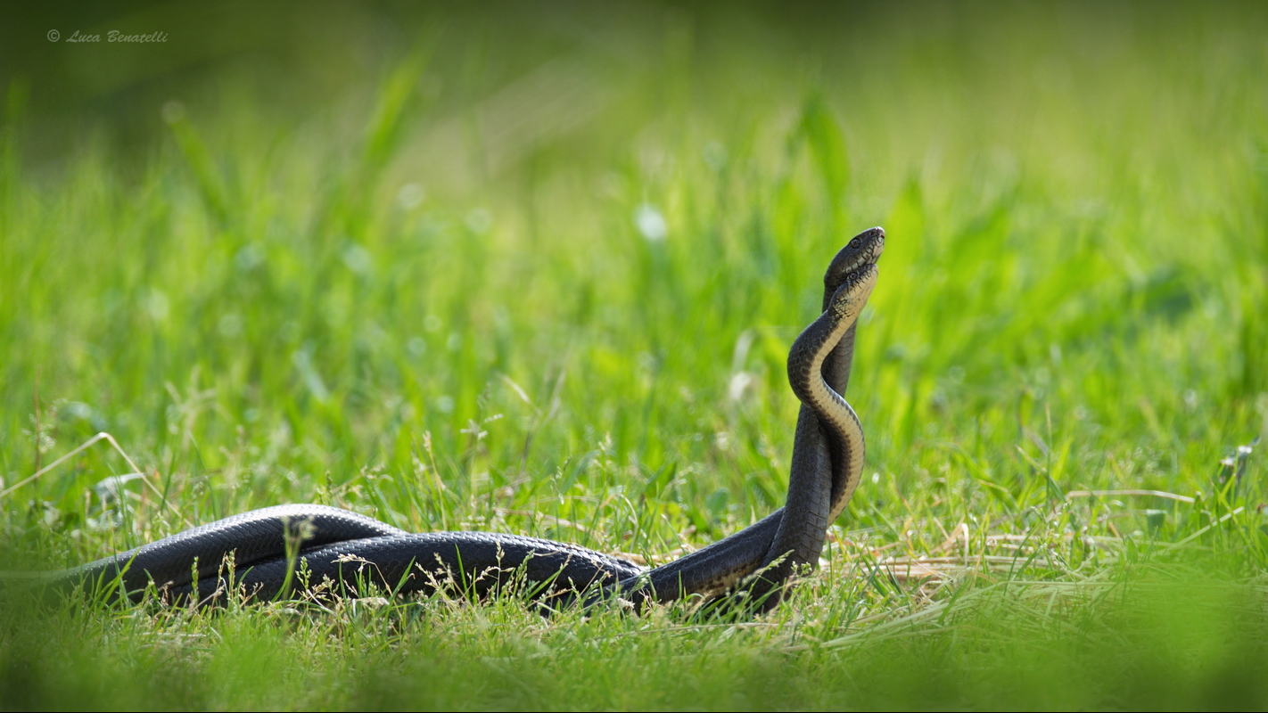 The coupling of the snake