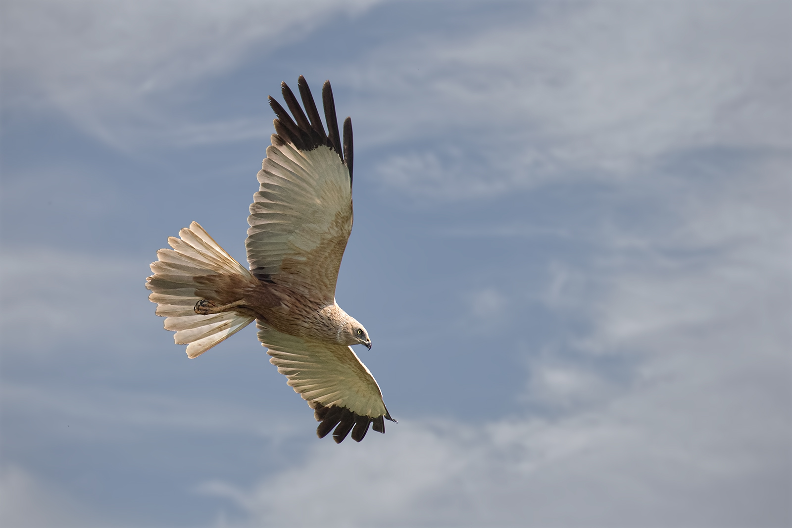 Falco di palude maschio