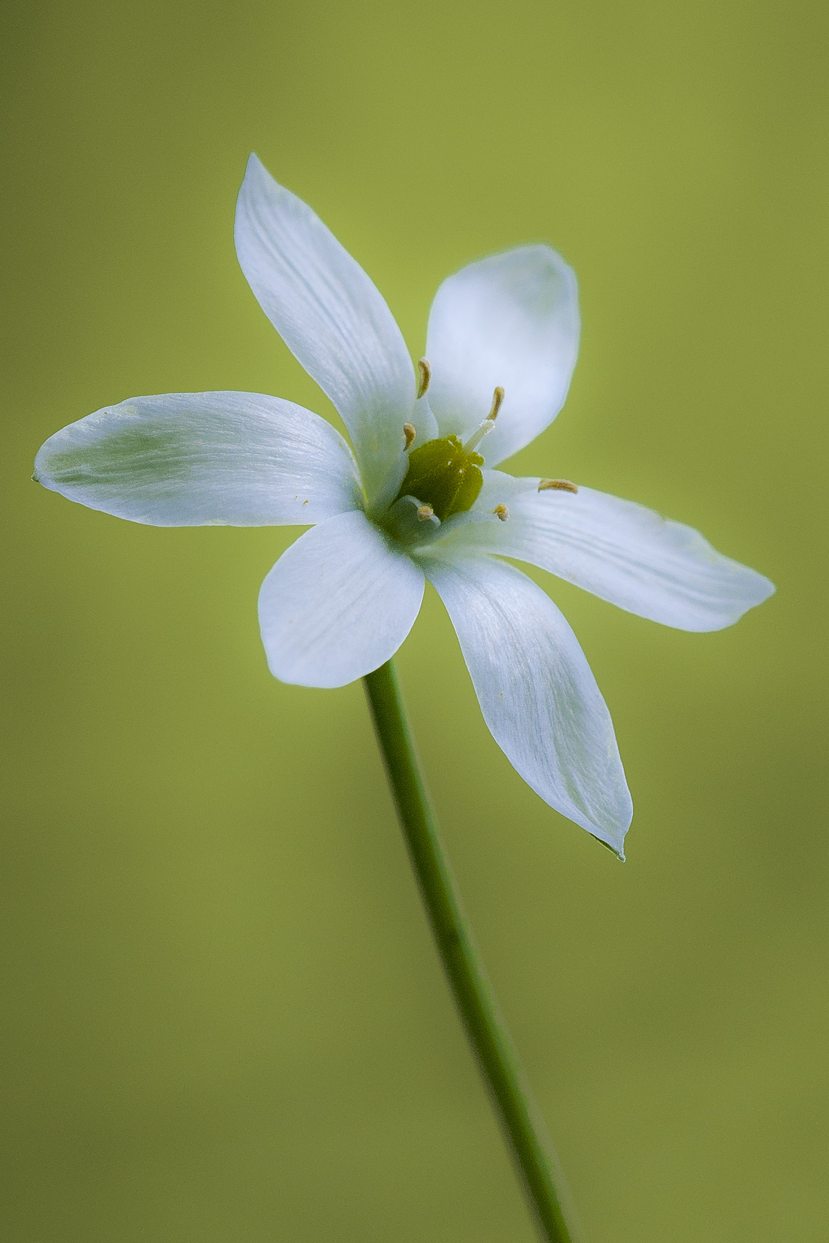 Ornithogalum umbellatum