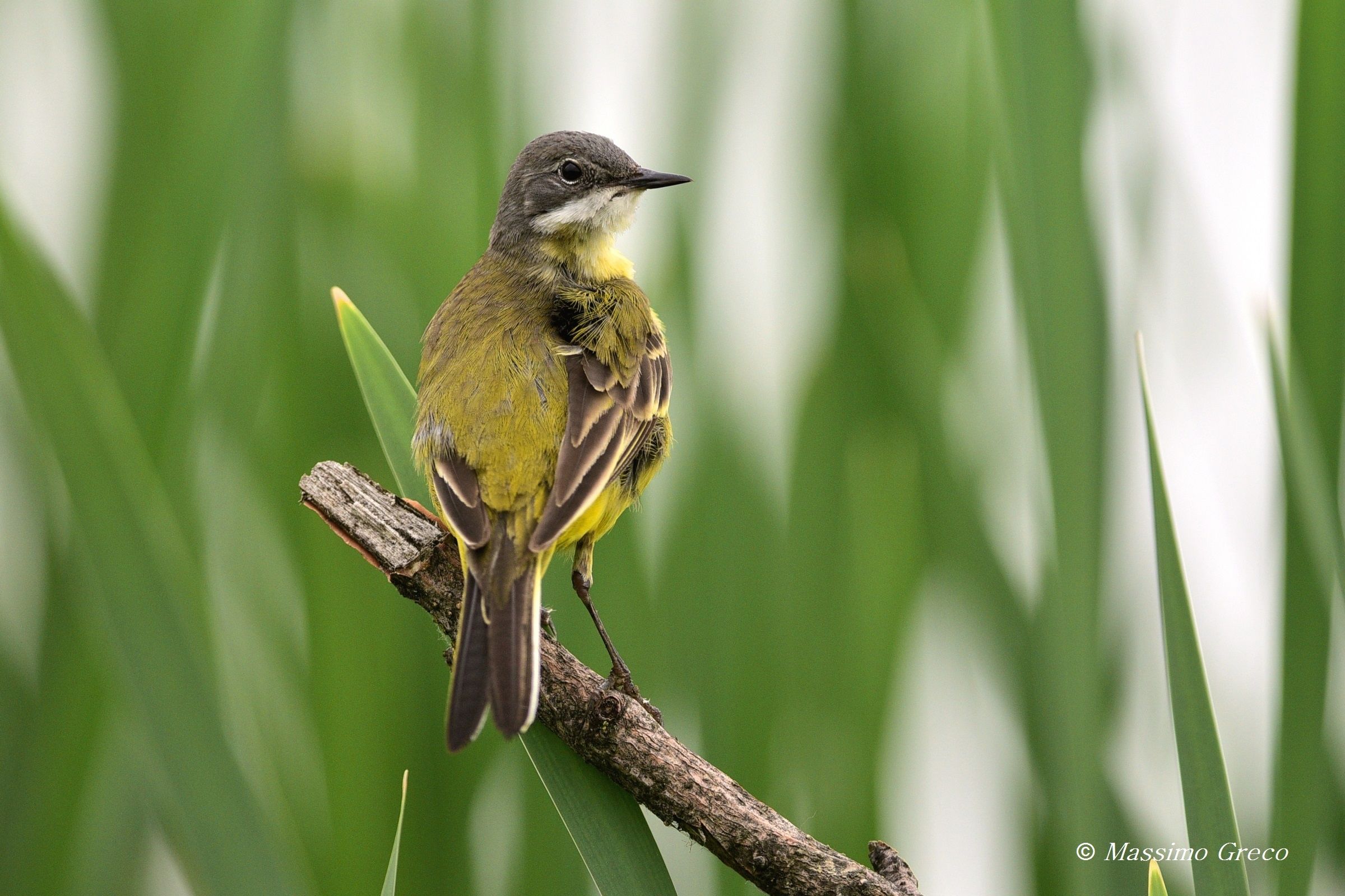 Cutrettola (Motacilla flava)