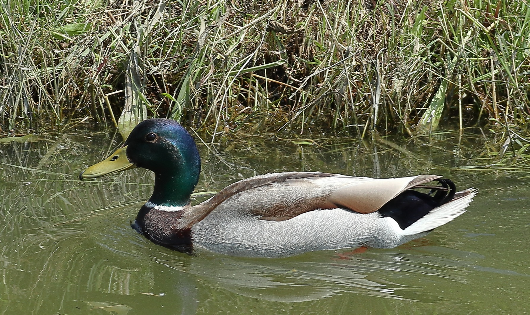 A spasso(in bici) con la M6.