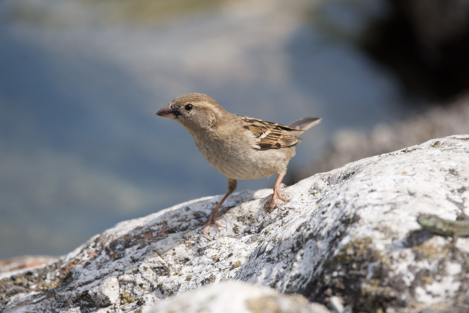 Passera d' Italia Femmina