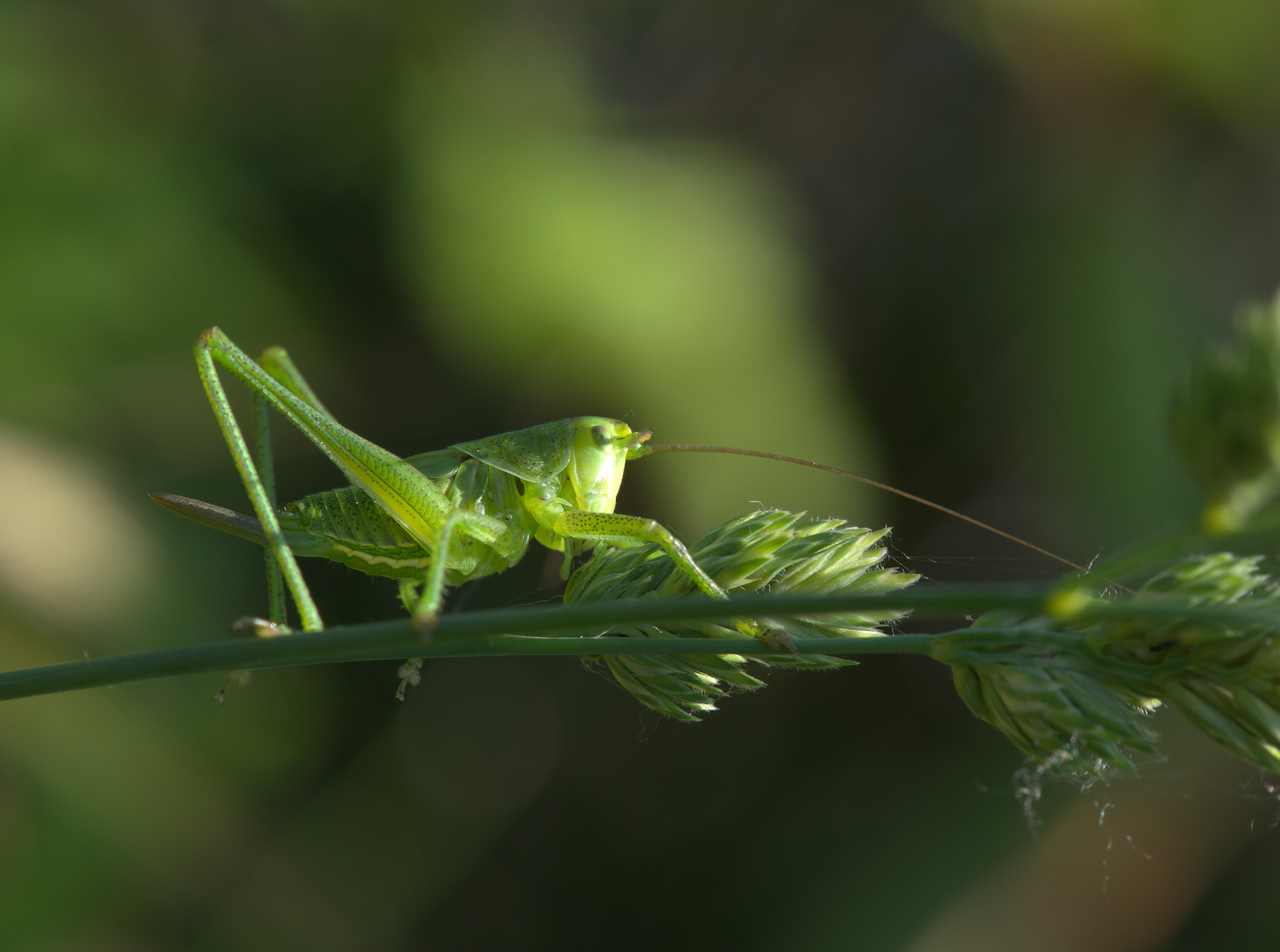 Grasshopper