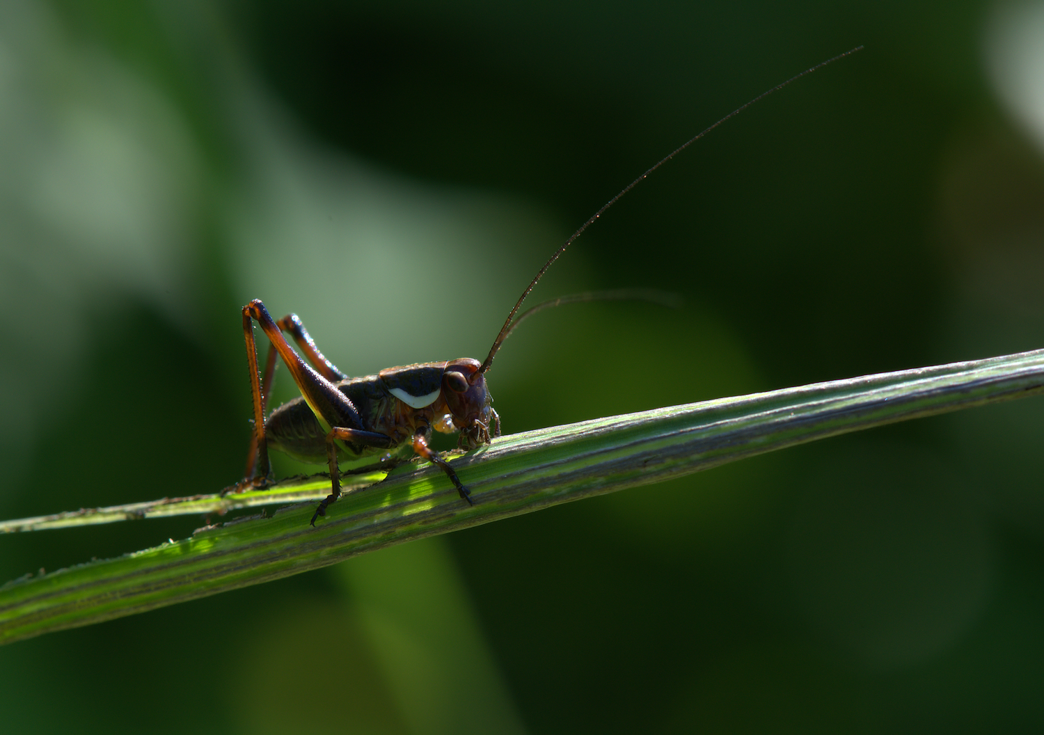 Grasshopper