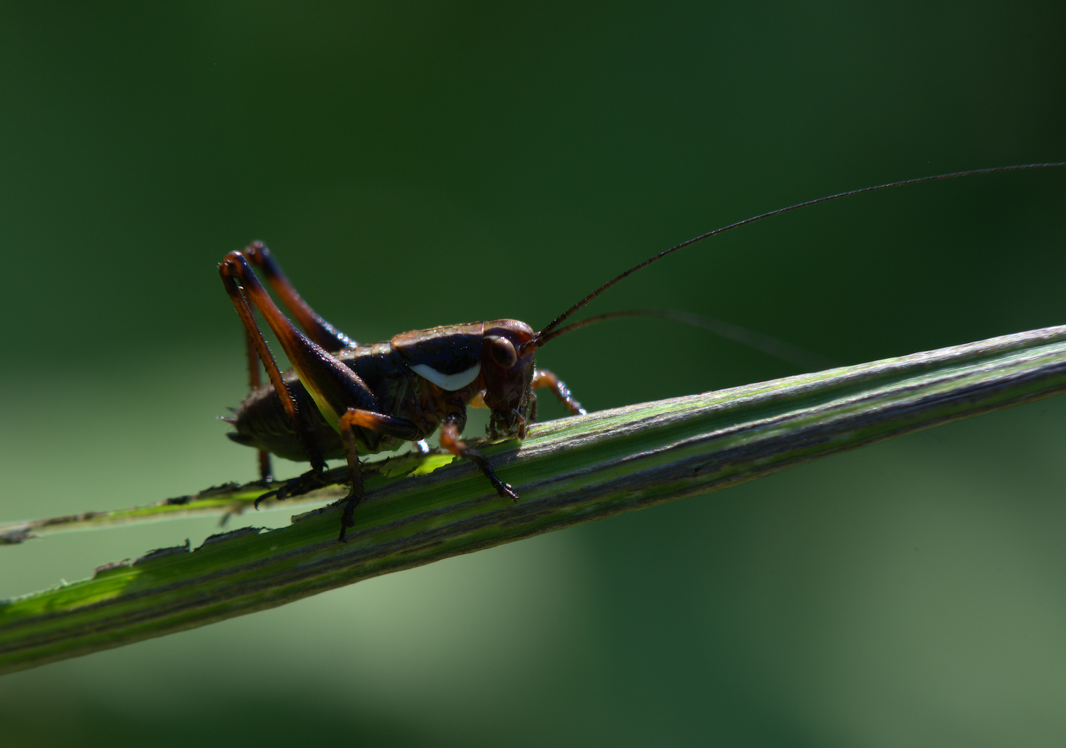 Grasshopper