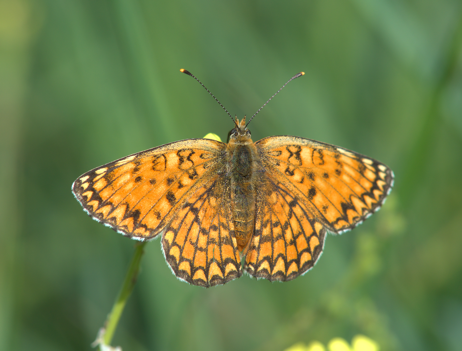 Melitaea athalia