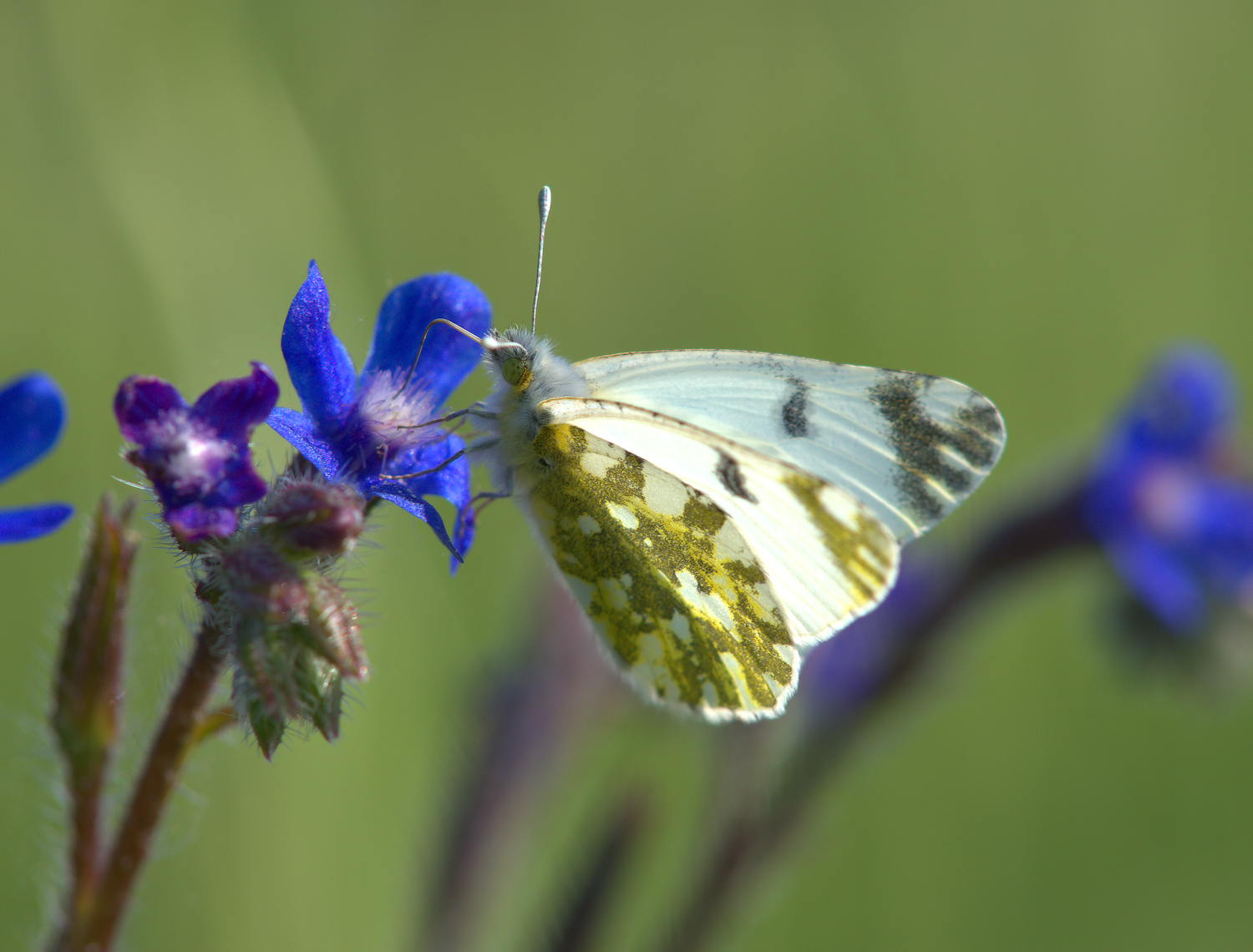 Anthocharis cardamines female