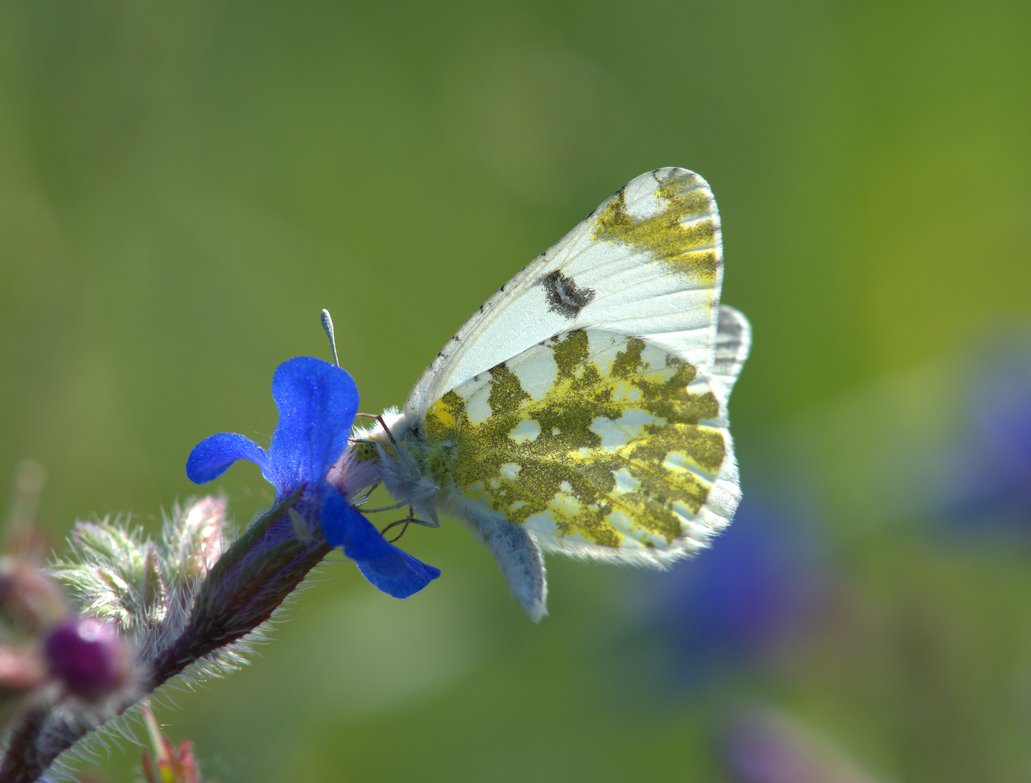 Anthocharis cardamines female