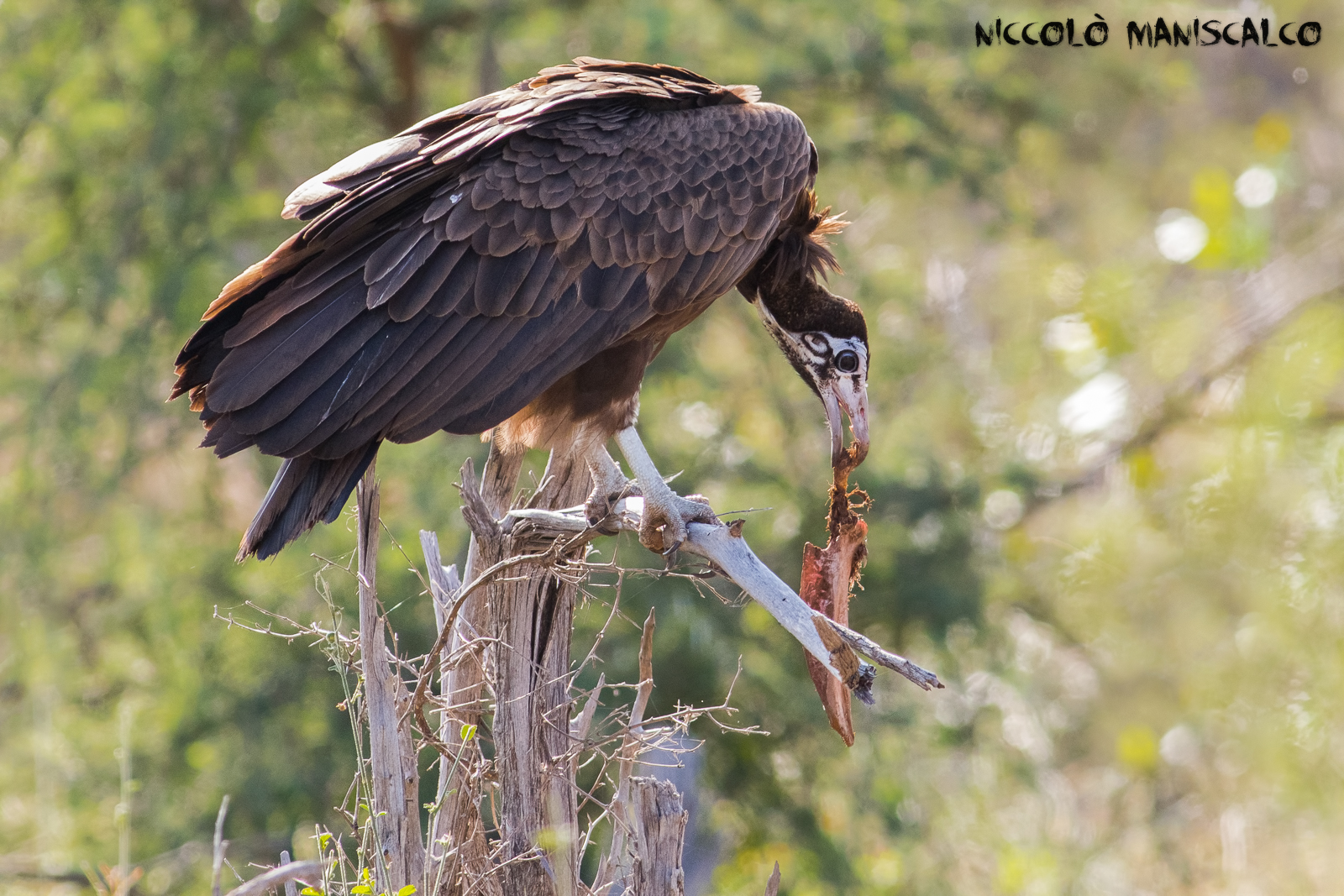 The meal of Avvoltotio (South Africa #10)