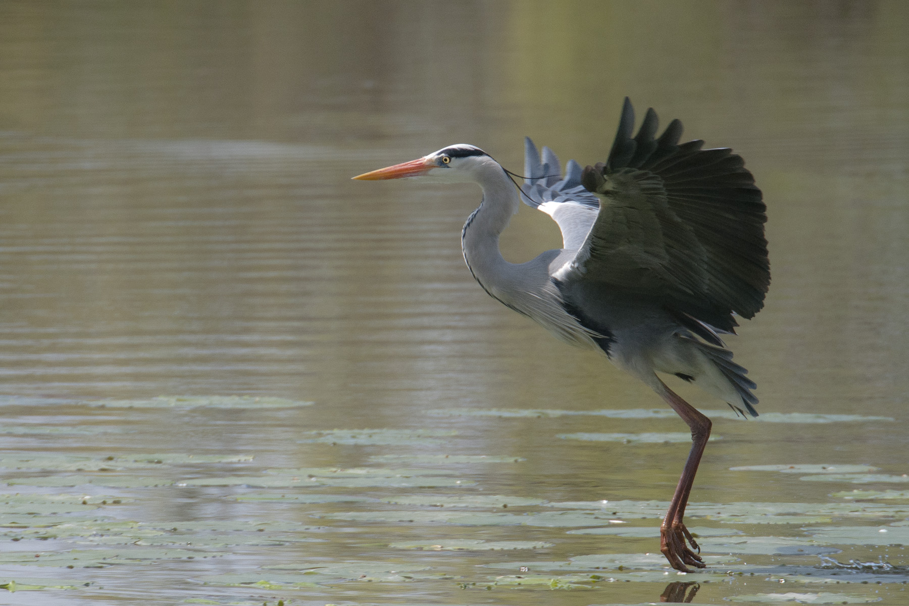 Heron Heron