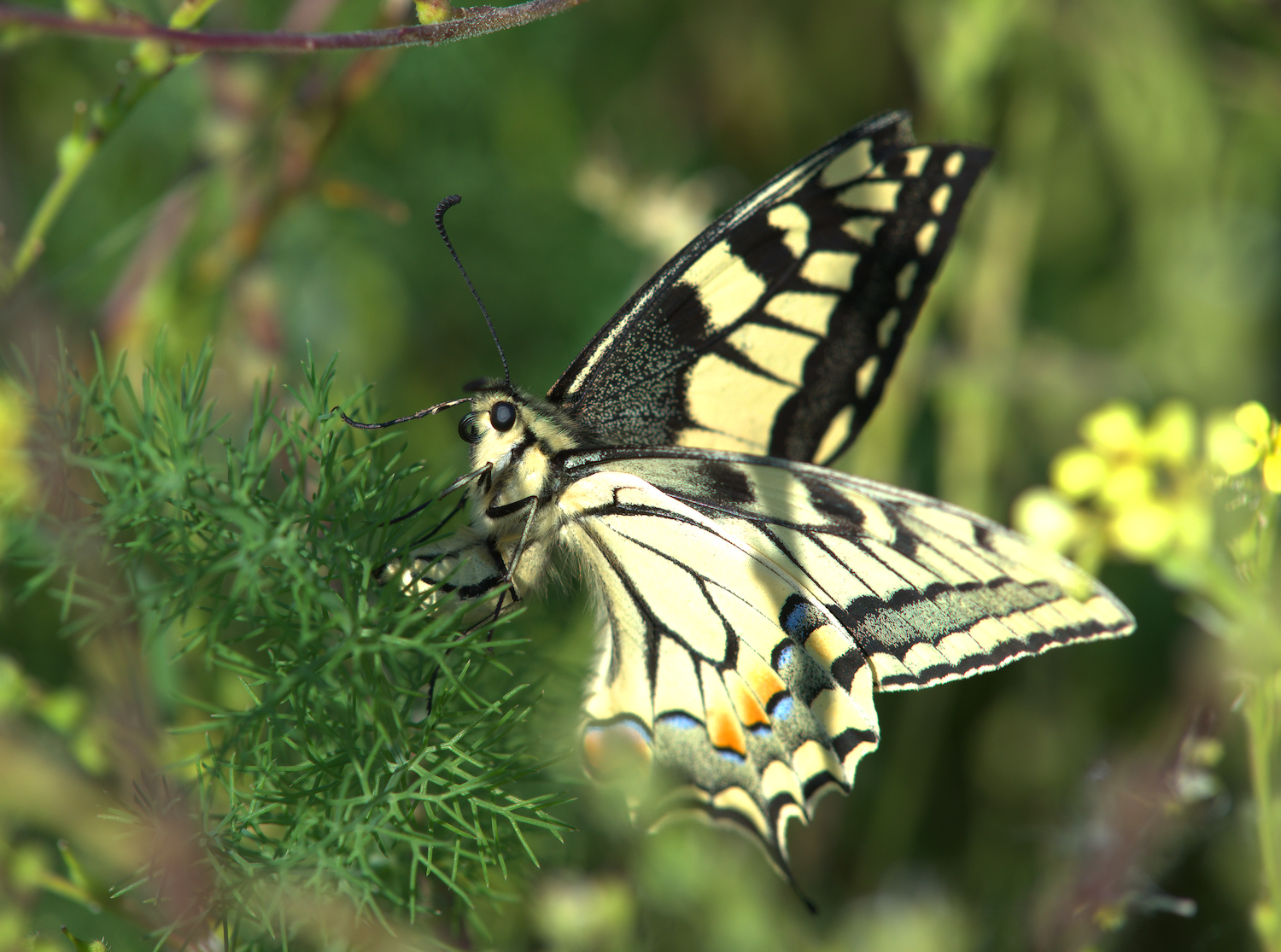 Swallowtail laying eggs