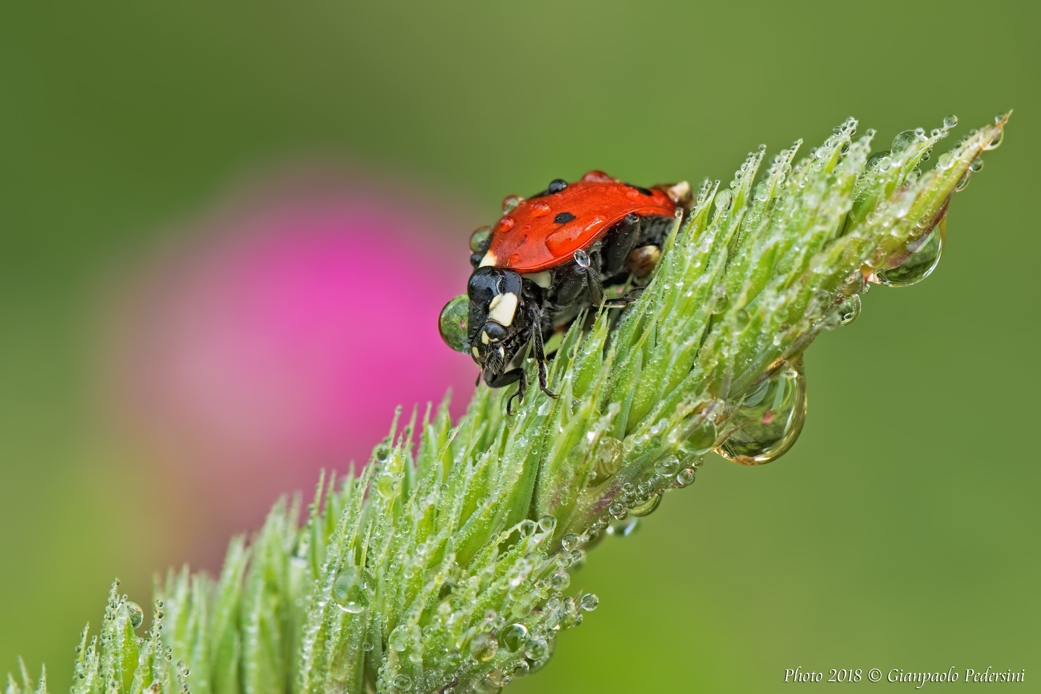 Ladybug