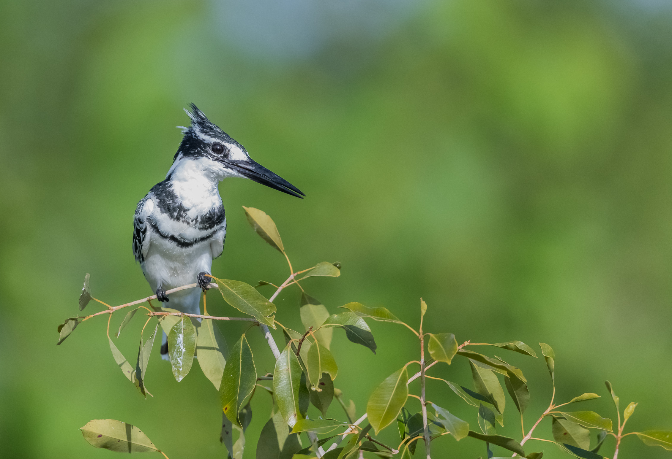 Black, White and Green
