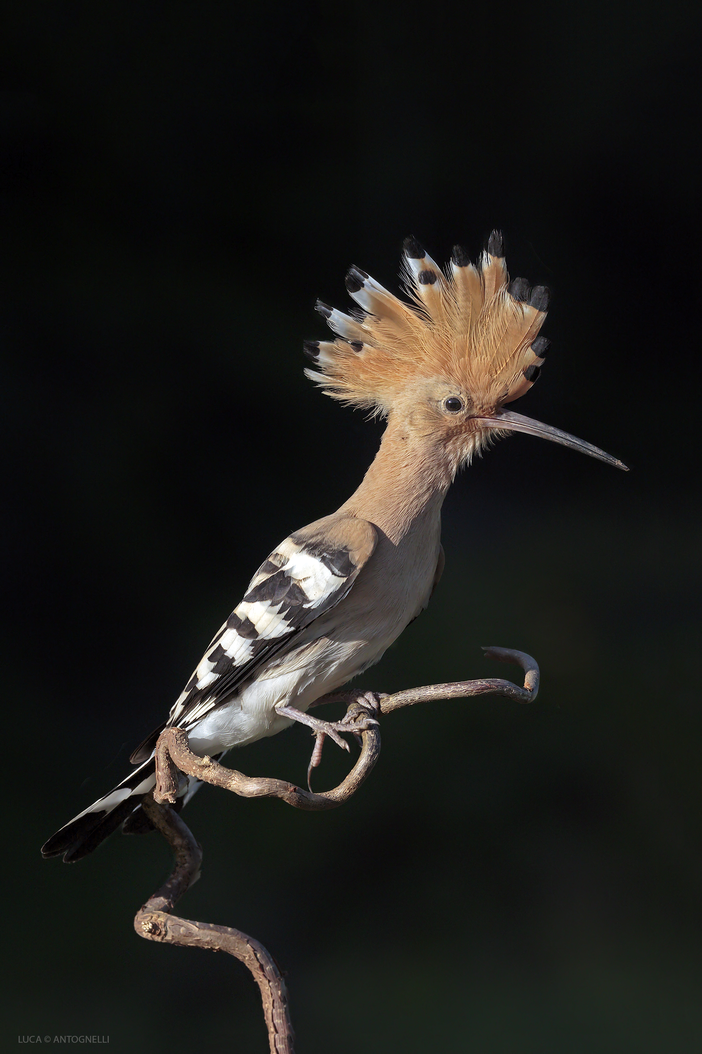 upupa sul posatoio contorto.