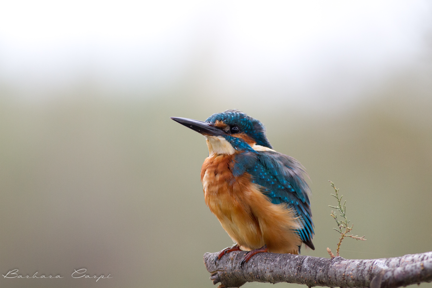 Kingfisher