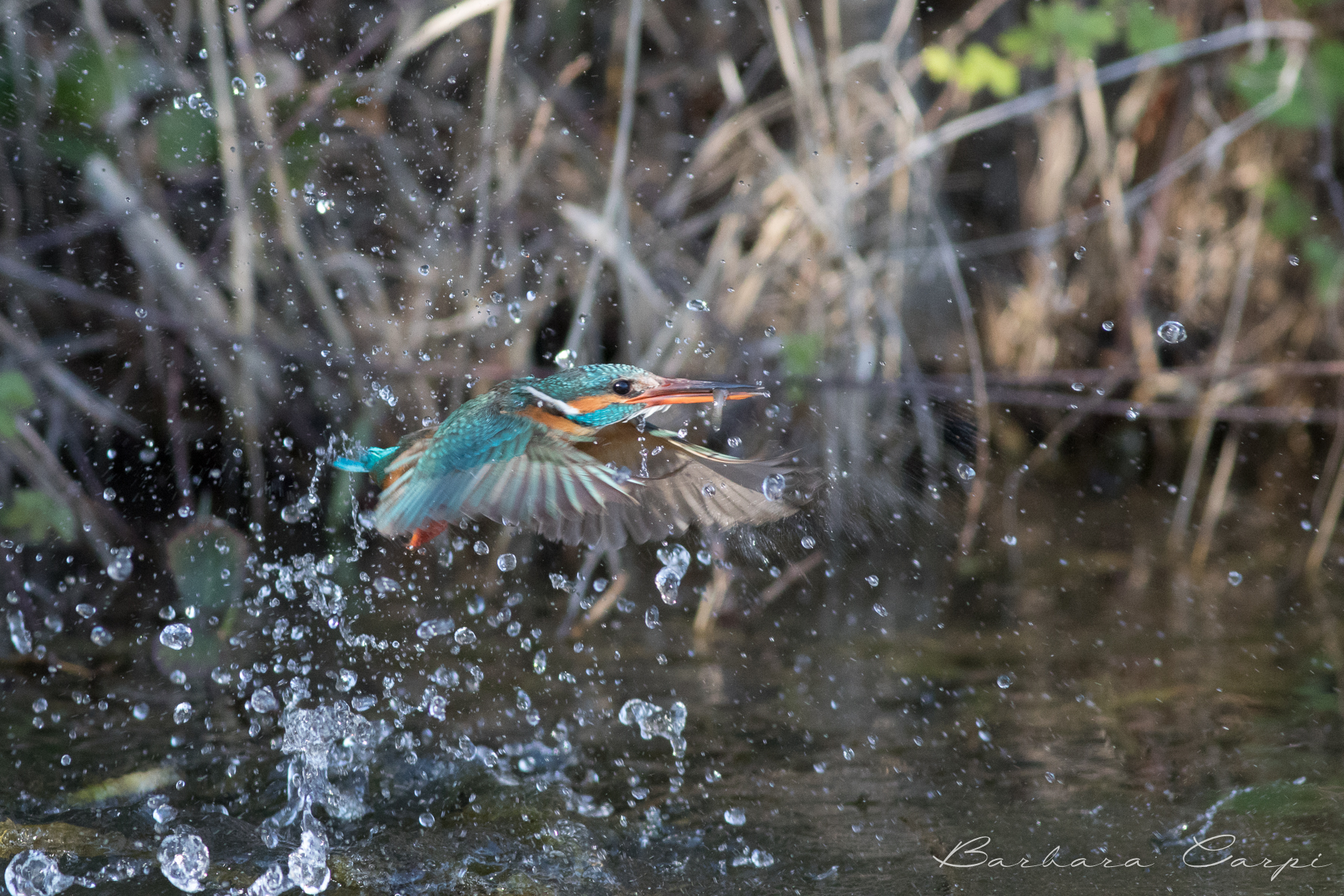 The emerging Madrigal (2)