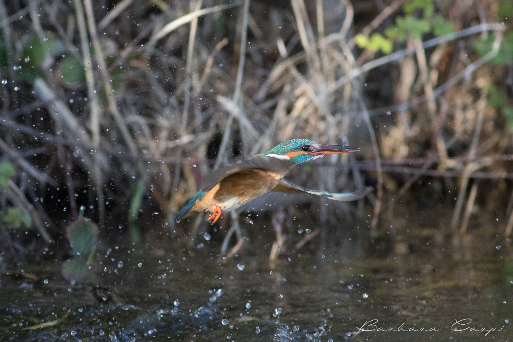 The emerging Madrigal (3)