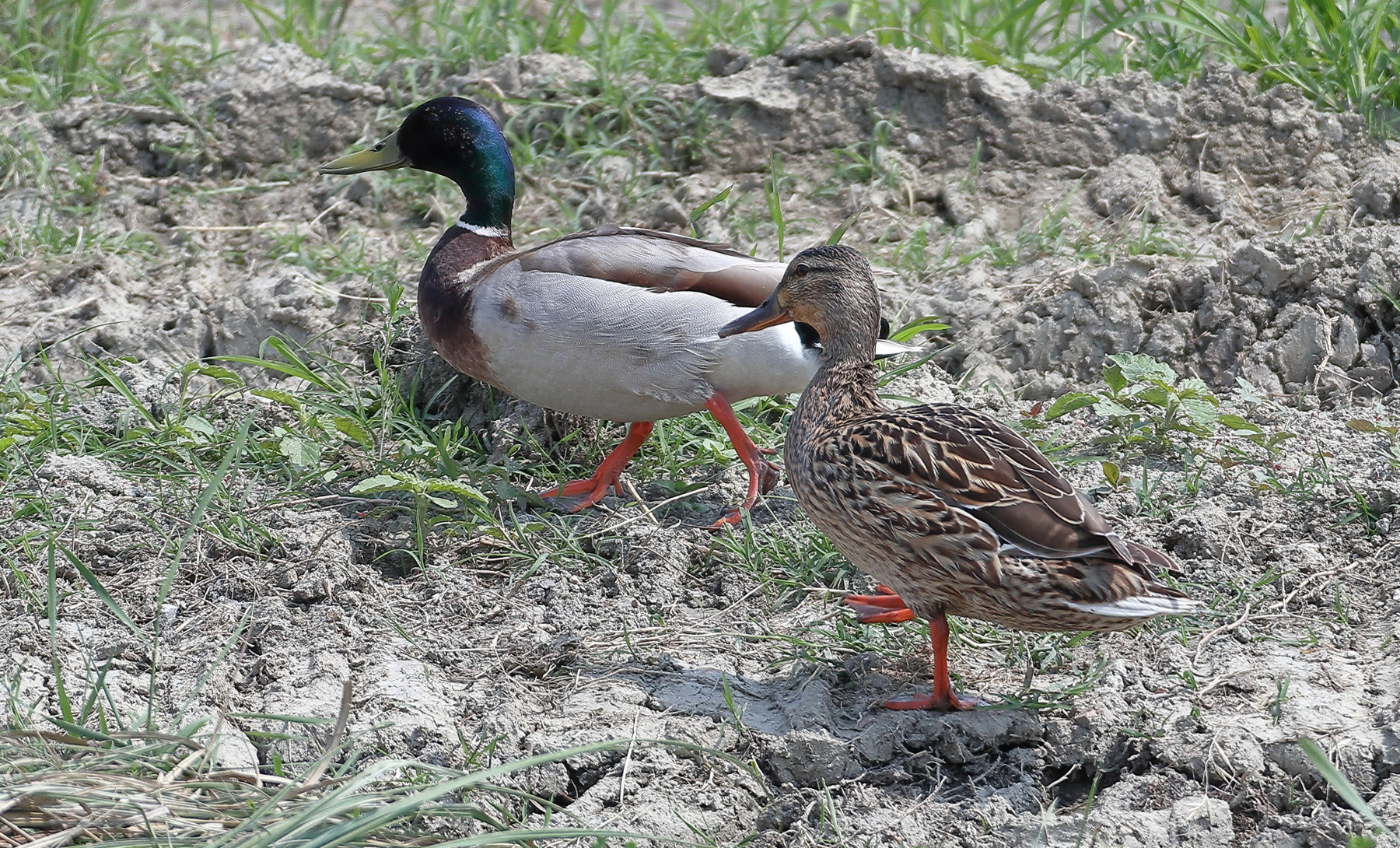 A spasso(in bici) con la M6.