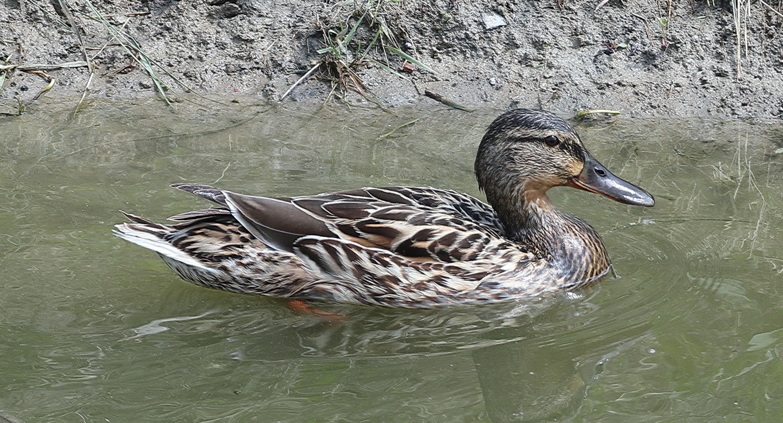 A spasso(in bici) con la M6.