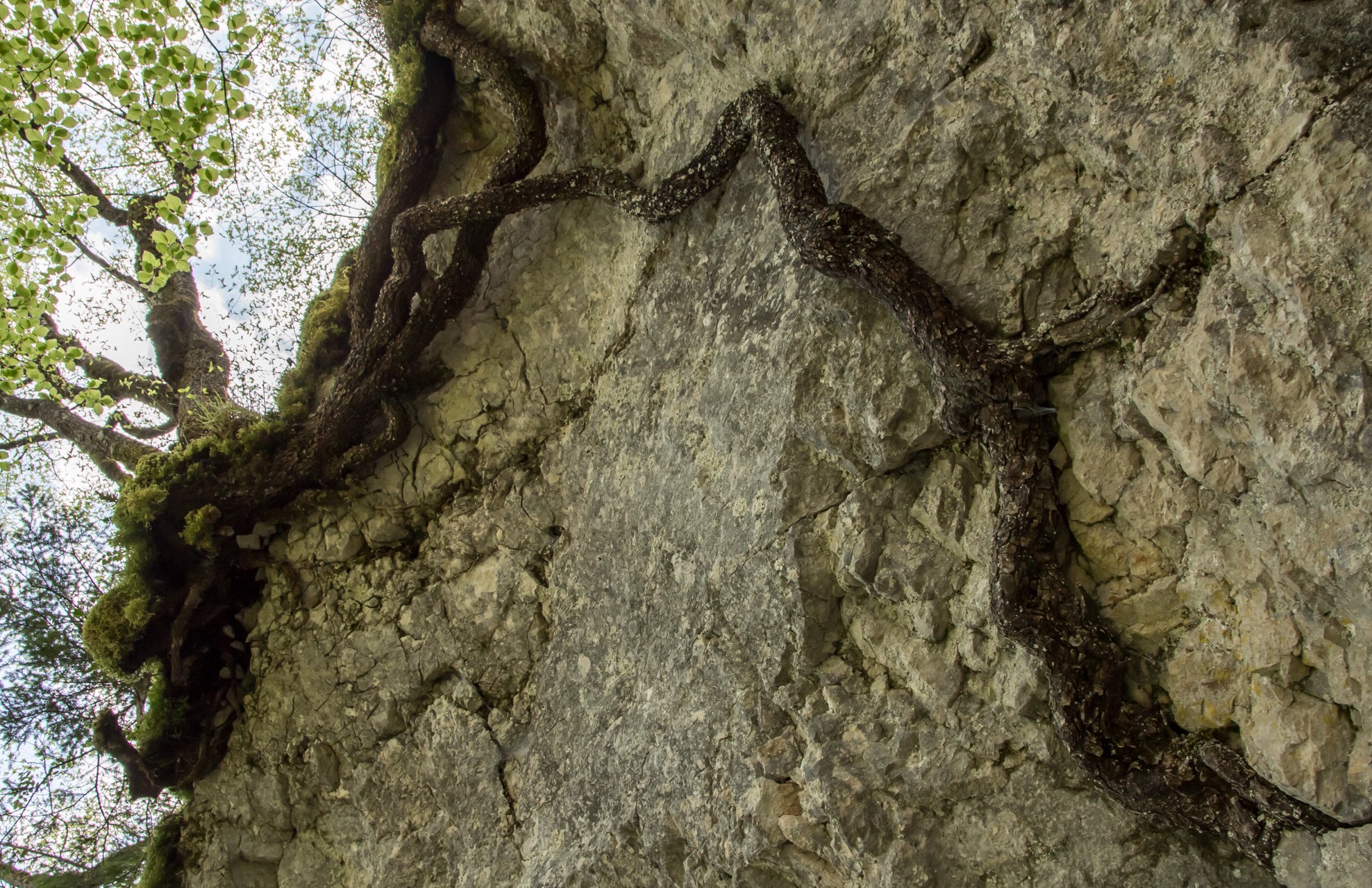 Strangolatore di rocce