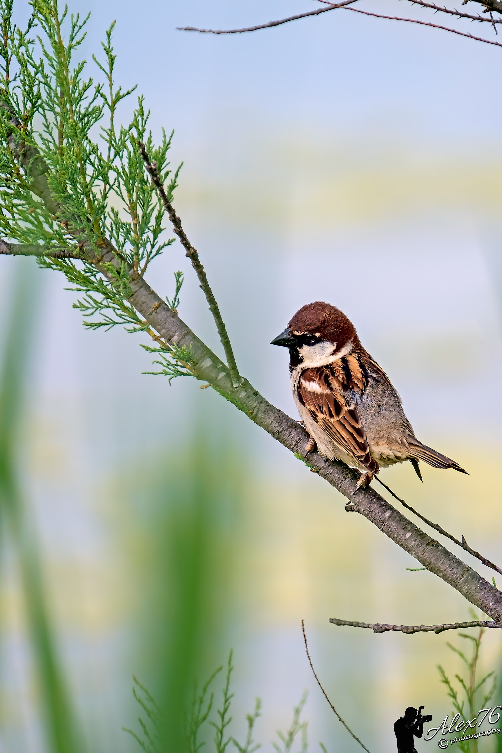 Common Sparrow (Passer domesticus)