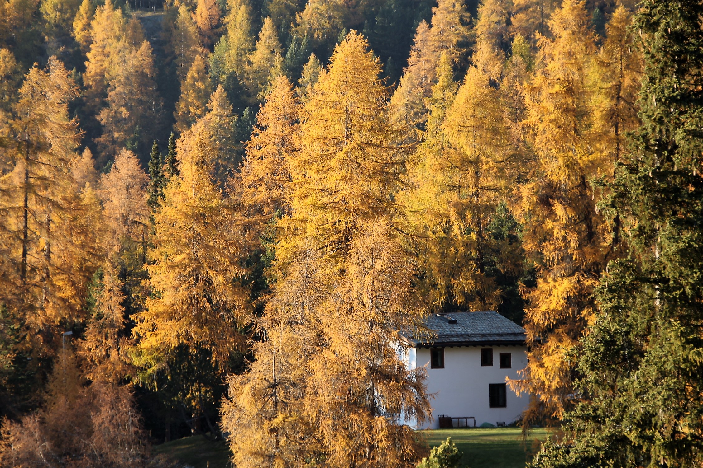 La casa nel bosco dorato