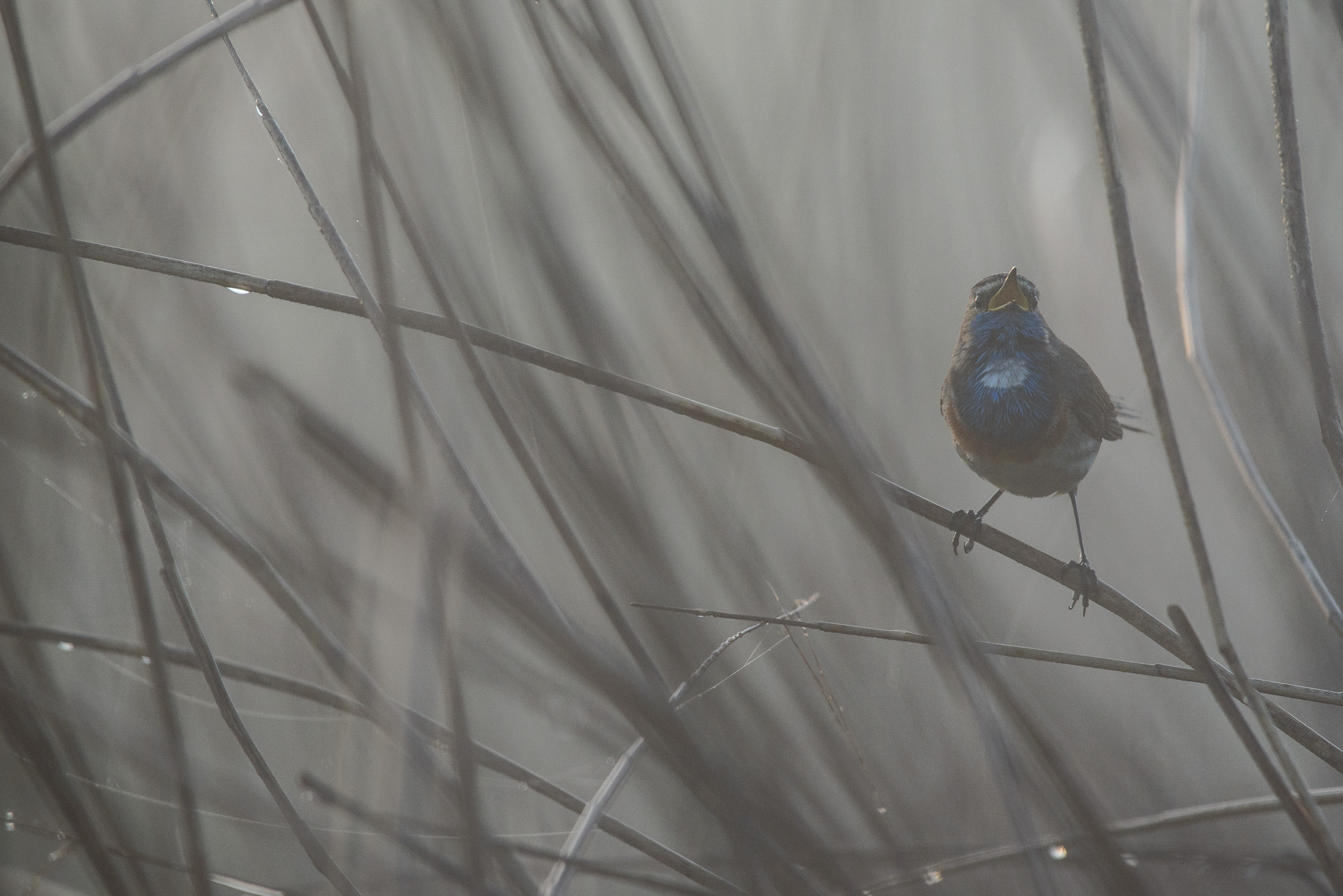 Bluethroat in the Fog