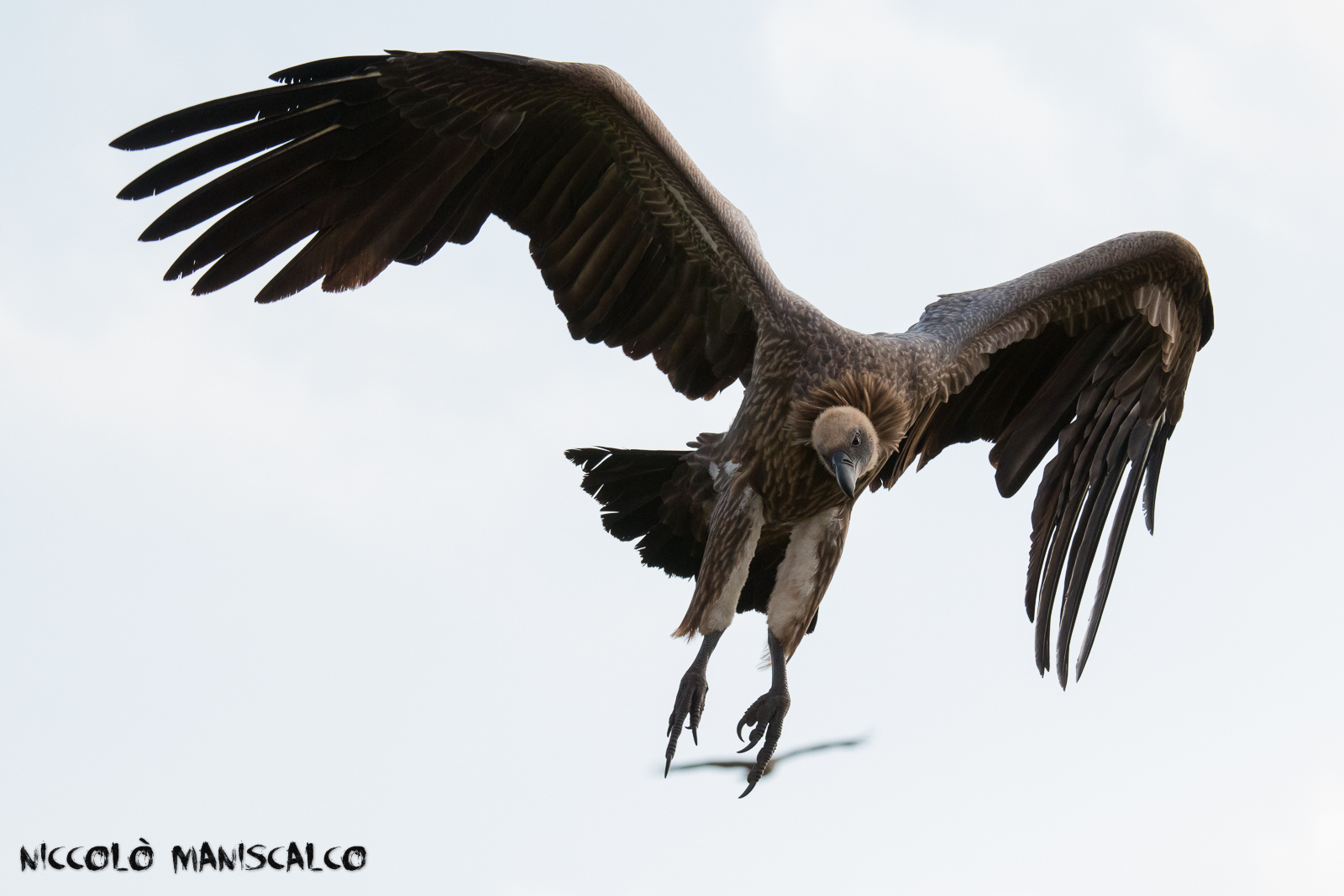 Il Nemico Vien dall' Alto (Sudafrica)
