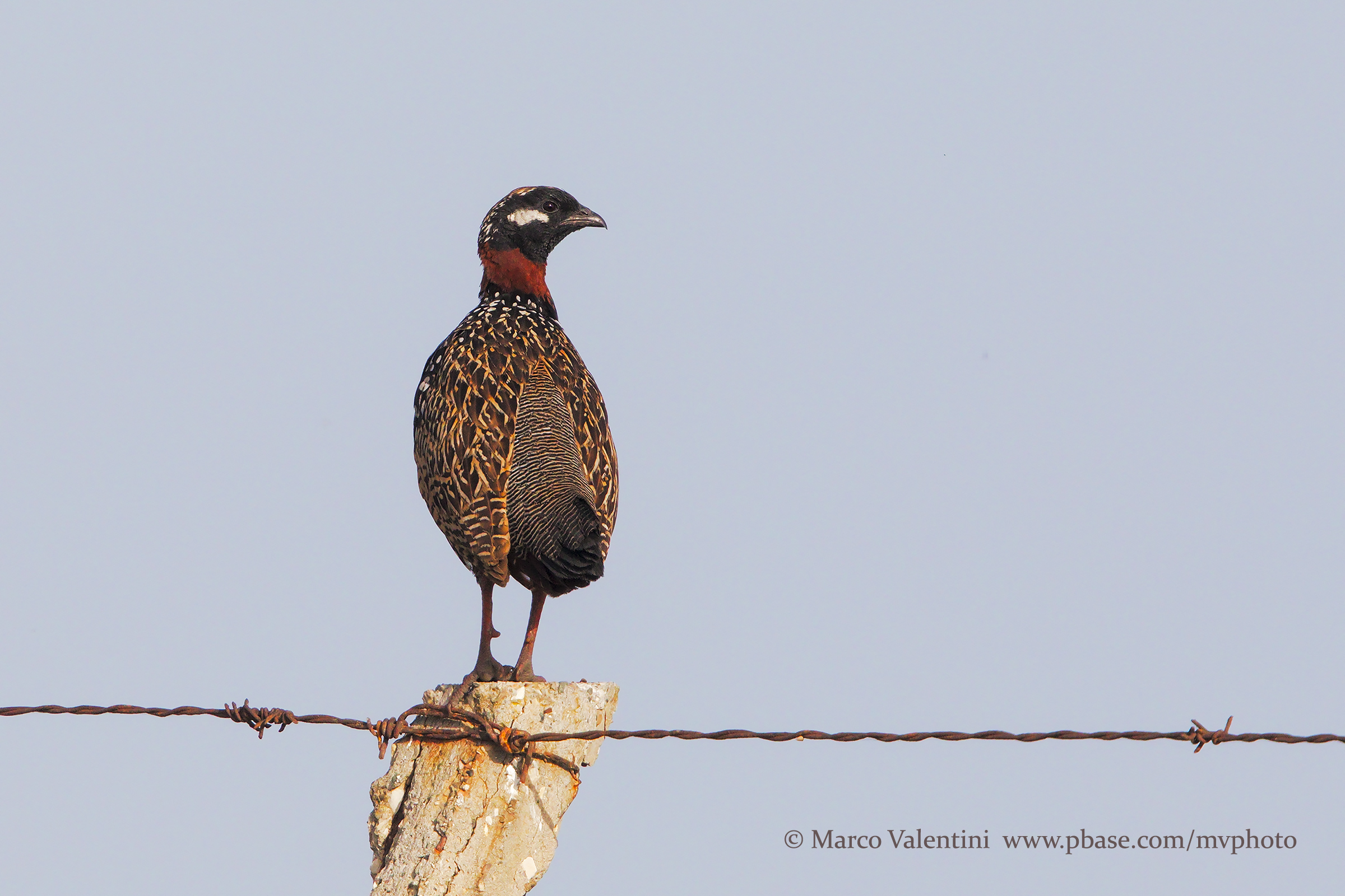 European Francolin