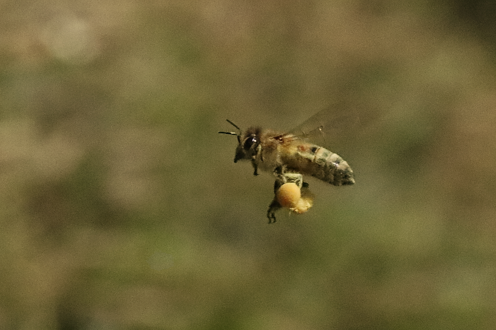 Tiring return with the loot