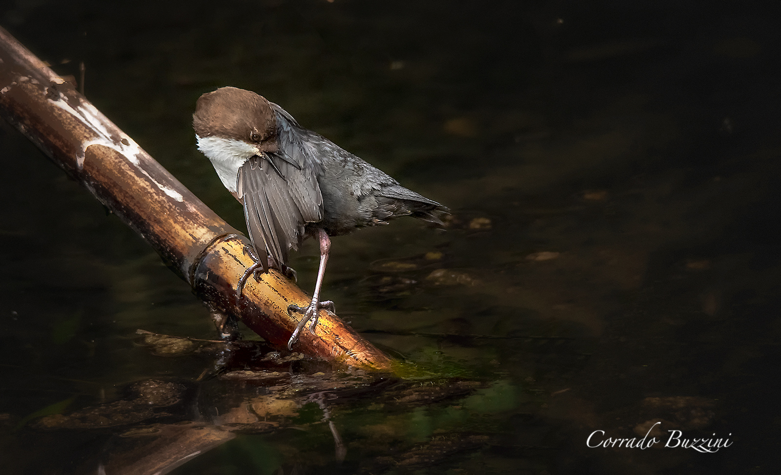 Merlo acquaiolo mentre si pulisce le penne