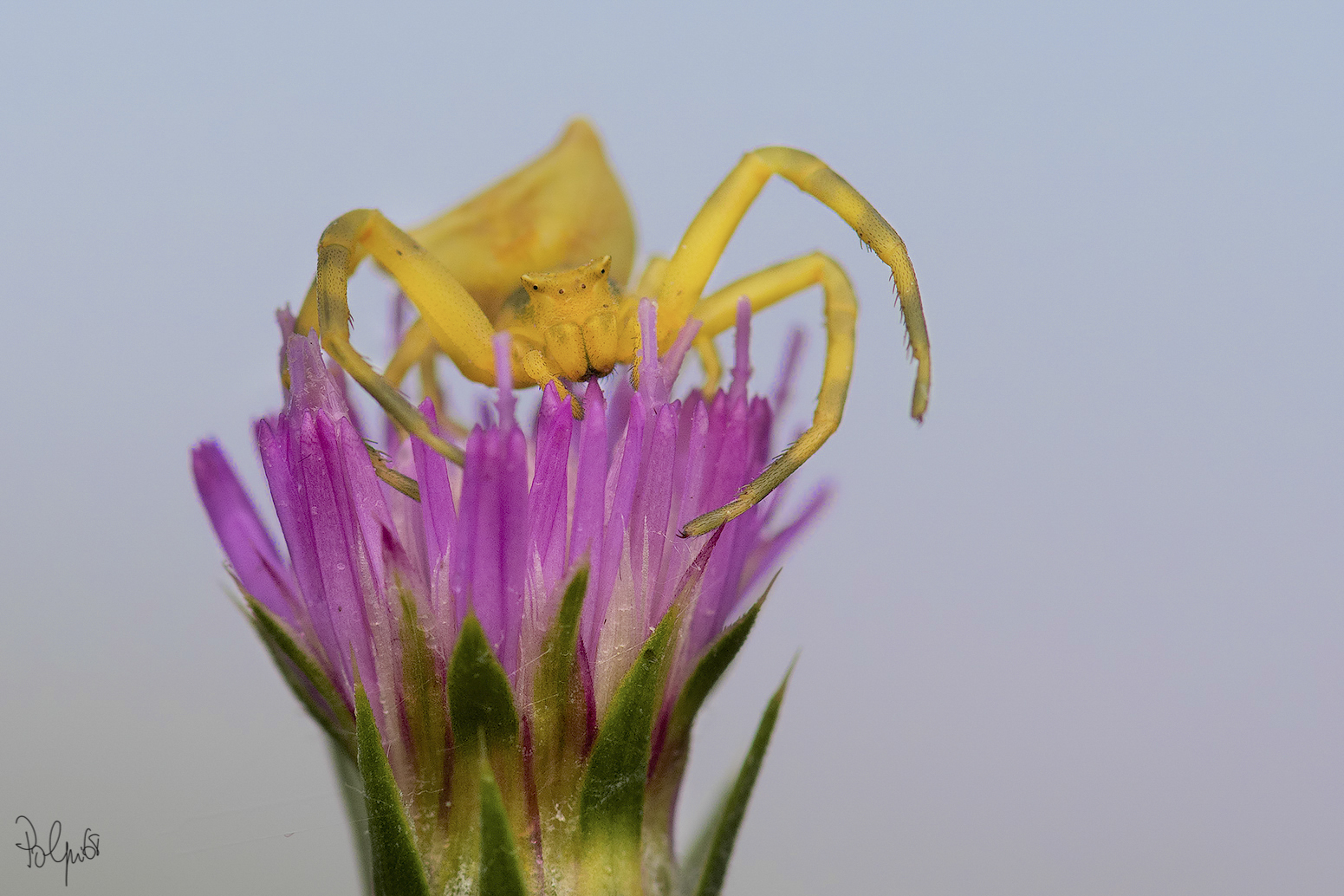 Yellow crab spider