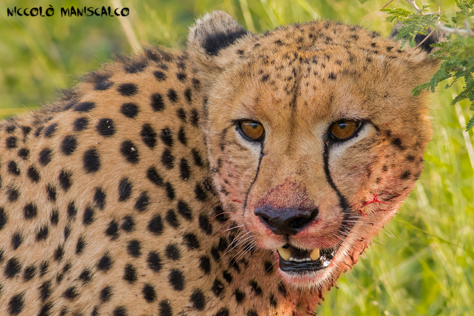 During the Cheetah Meal (South Africa #14)