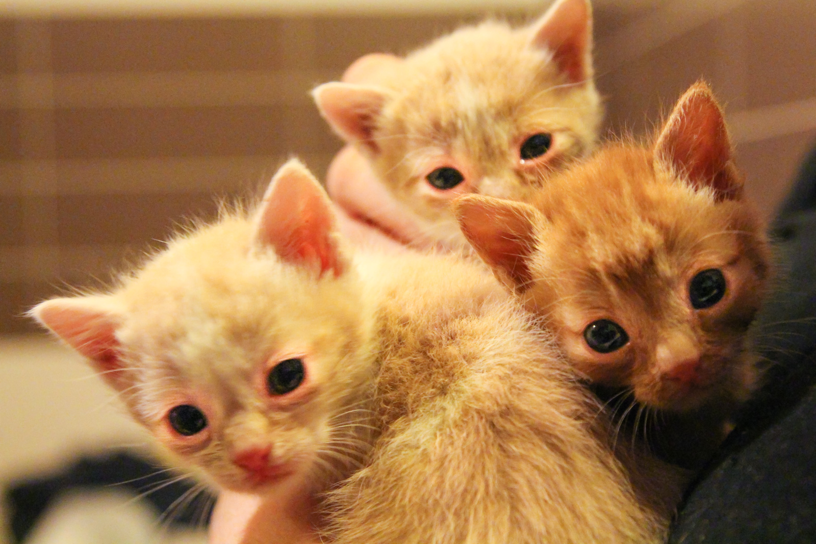 Three tender Musetti