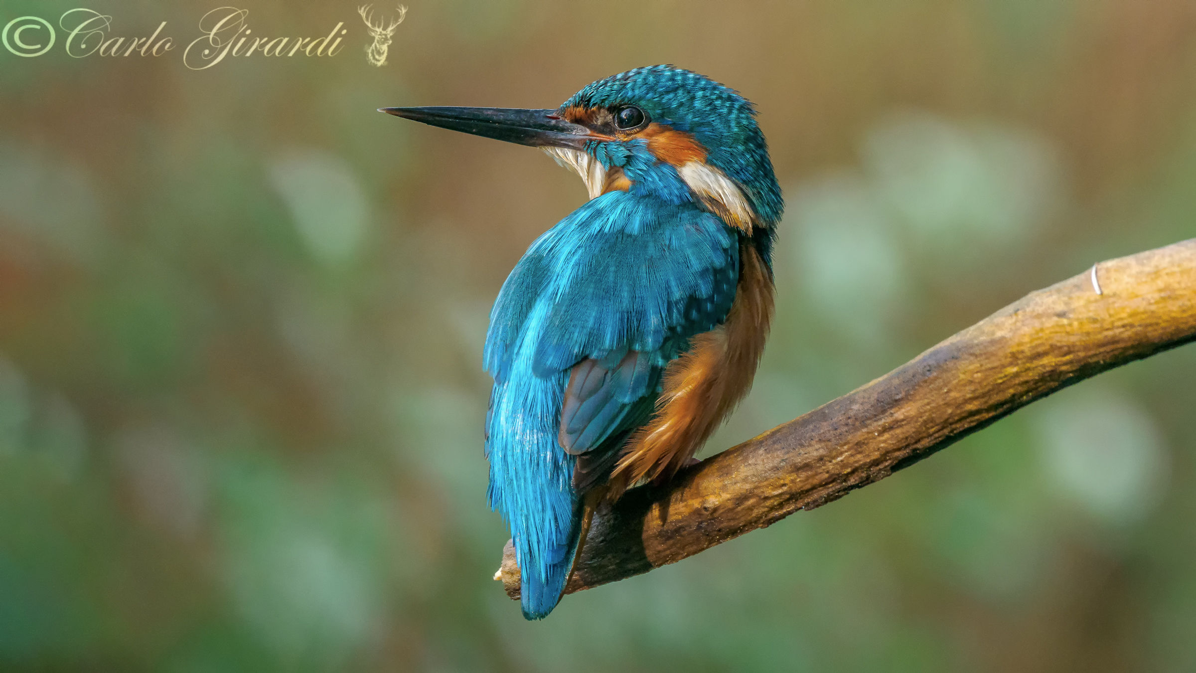Kingfisher