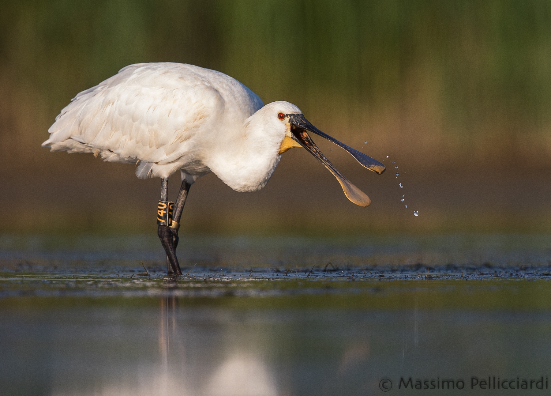 Spatola in alimentazione