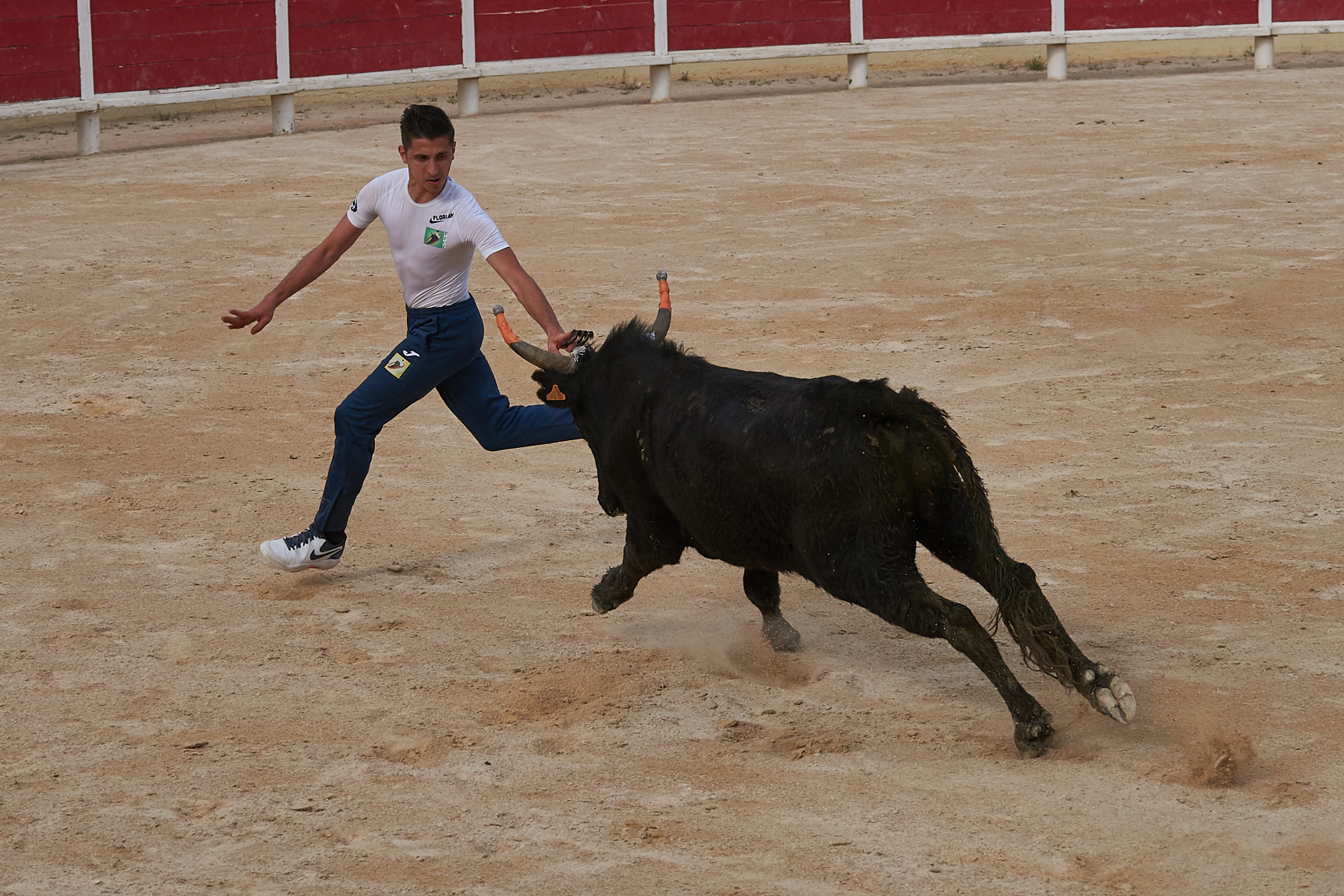 Course Camarguaise