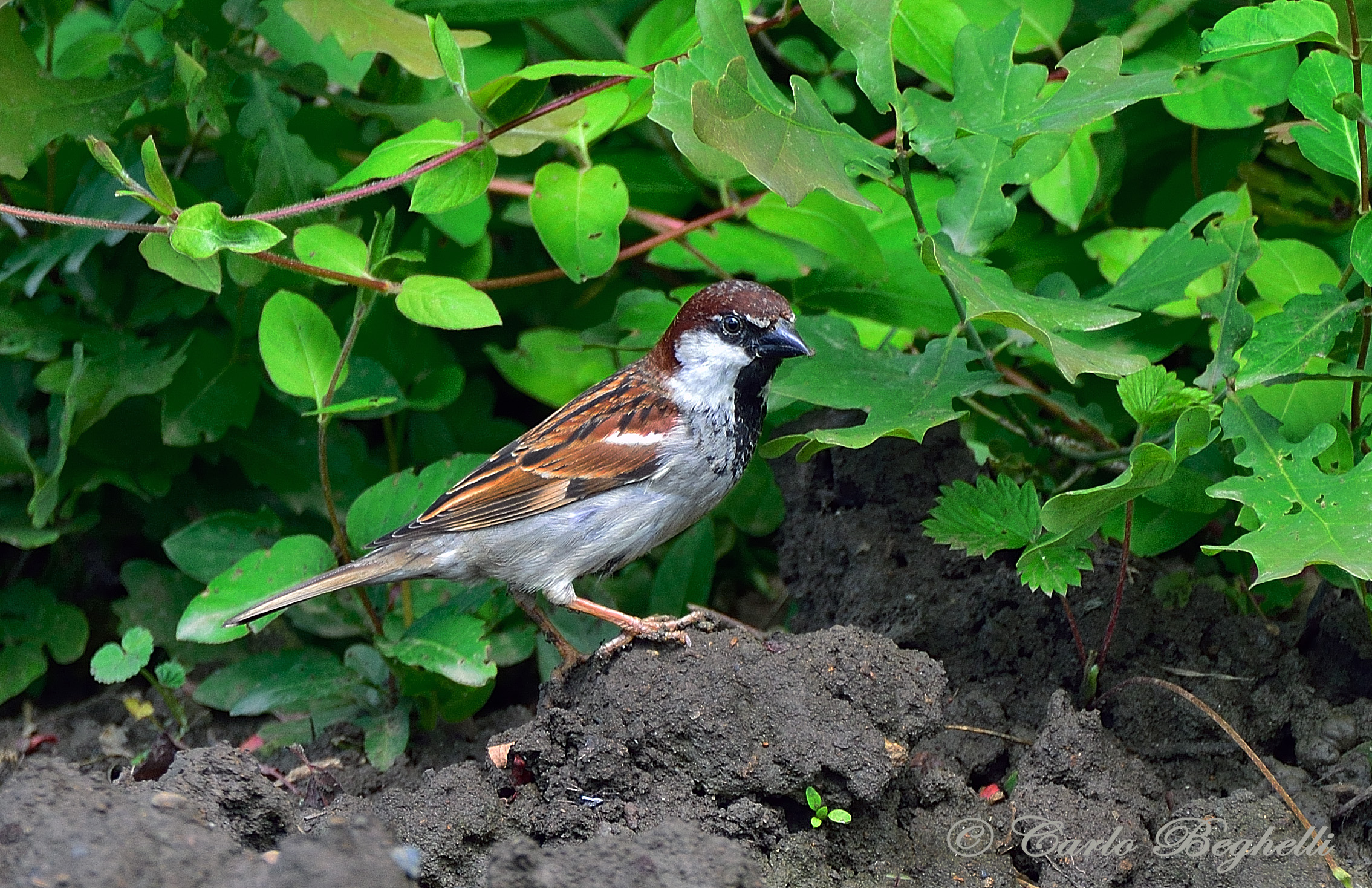 Il passero solitario
