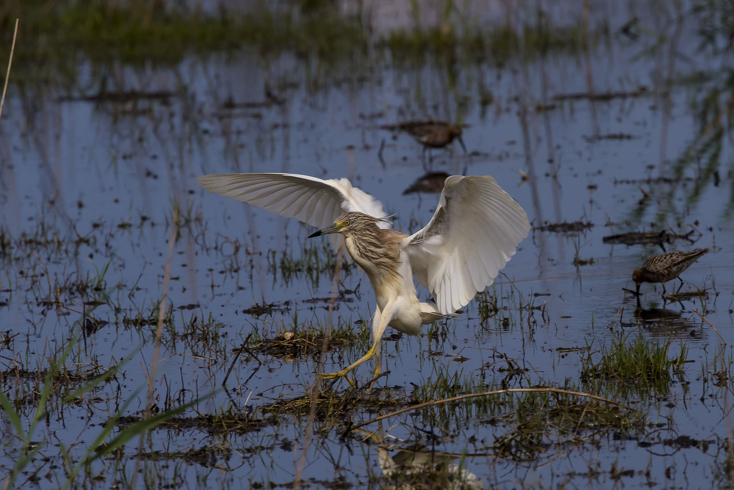 Ardeola Ralloides in landing