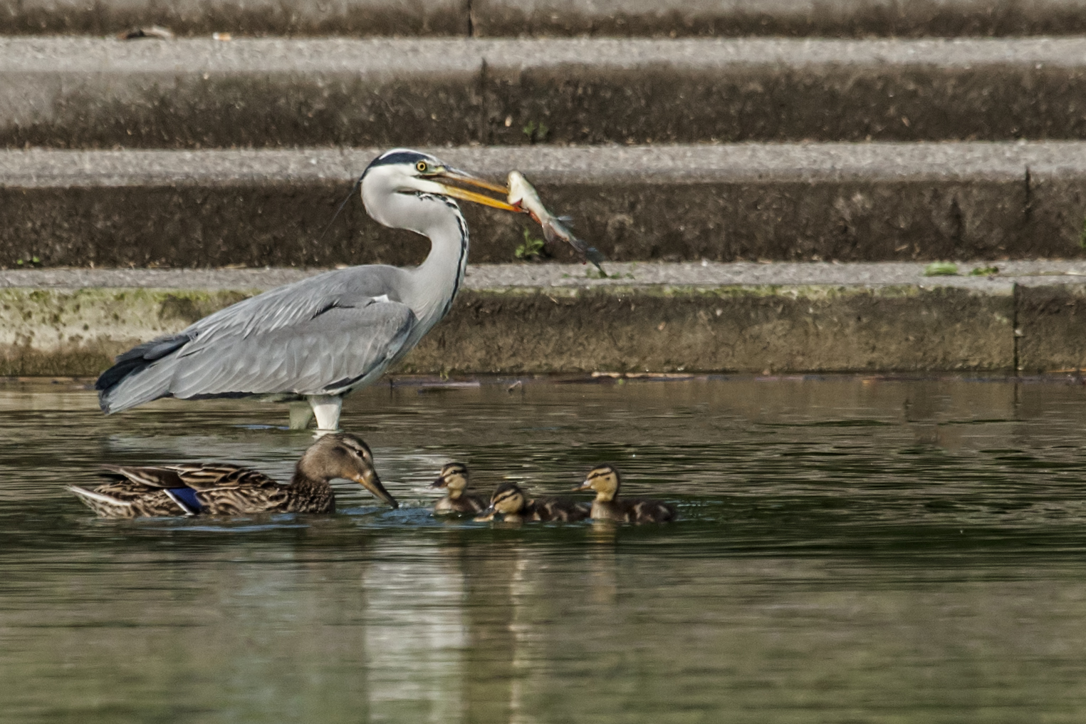 Grey Heron